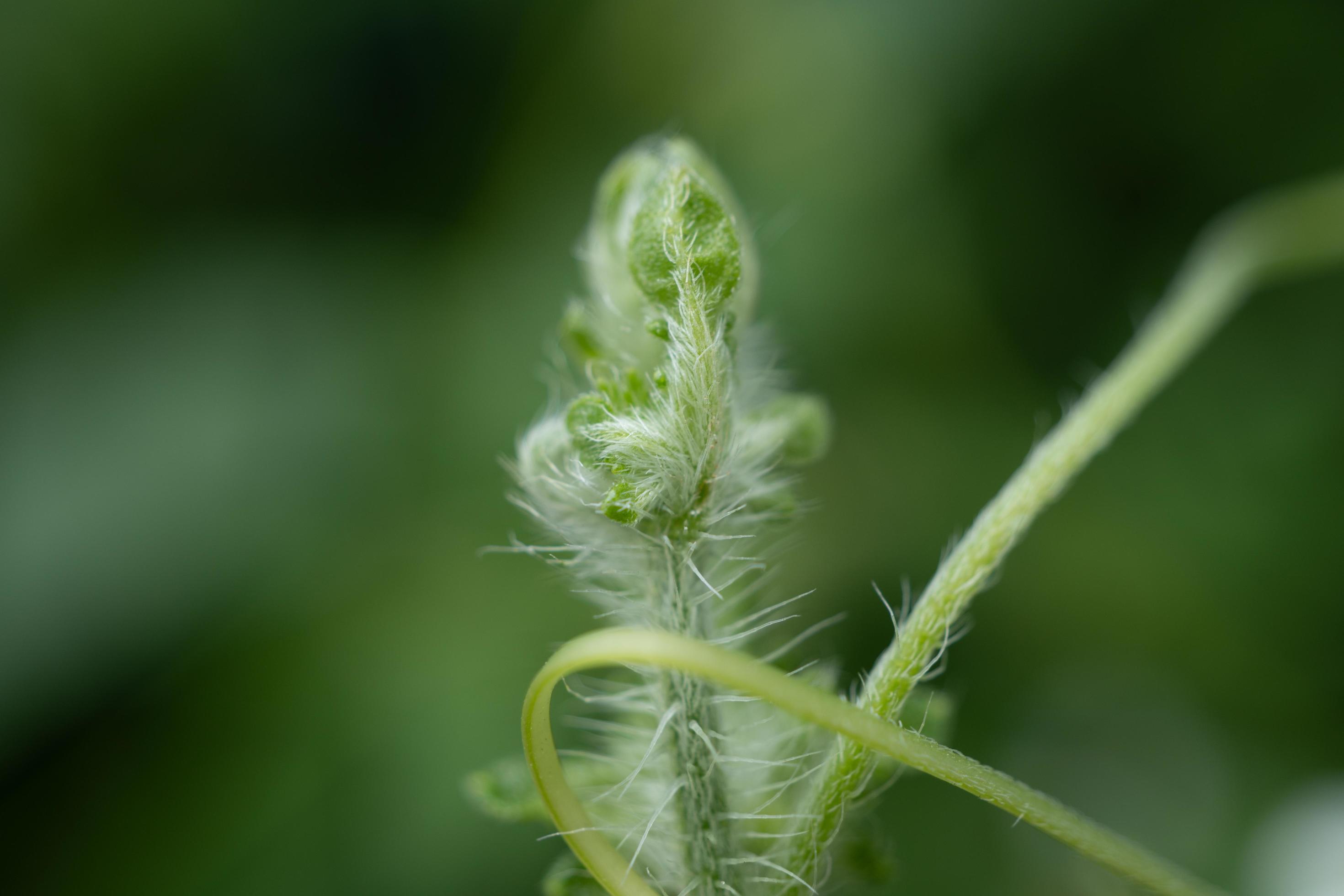 Green shoots of wild flower when spring time. The photo is suitable to use for nature background, botanical content media and nature poster. Stock Free