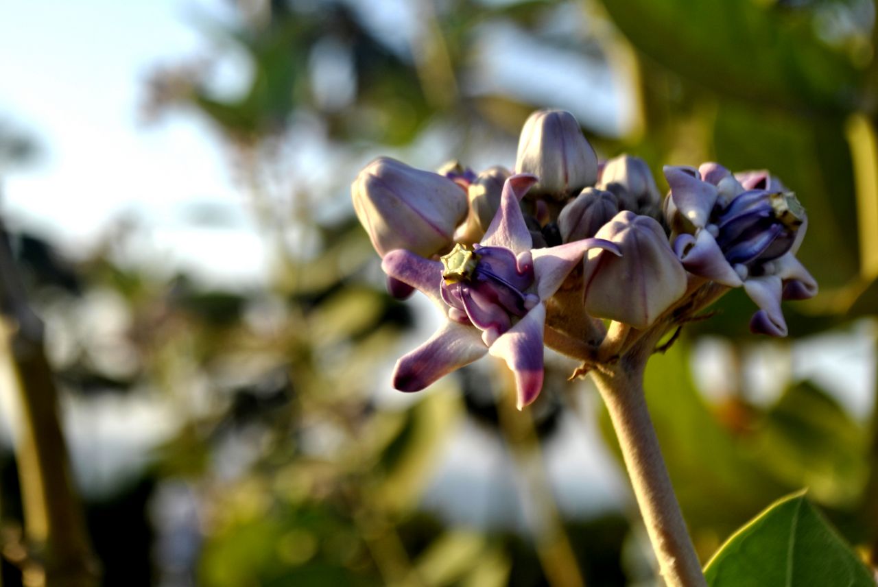 Flower Stock Free