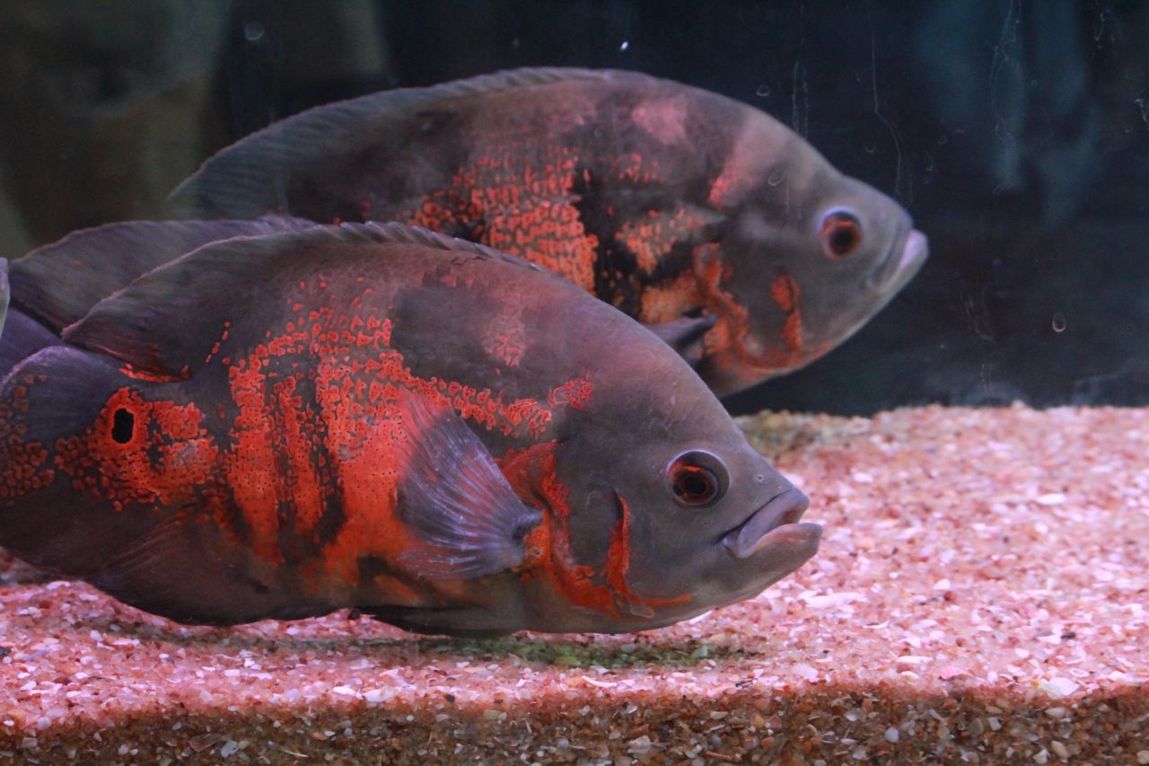 Orange Gray Fishes Stock Free