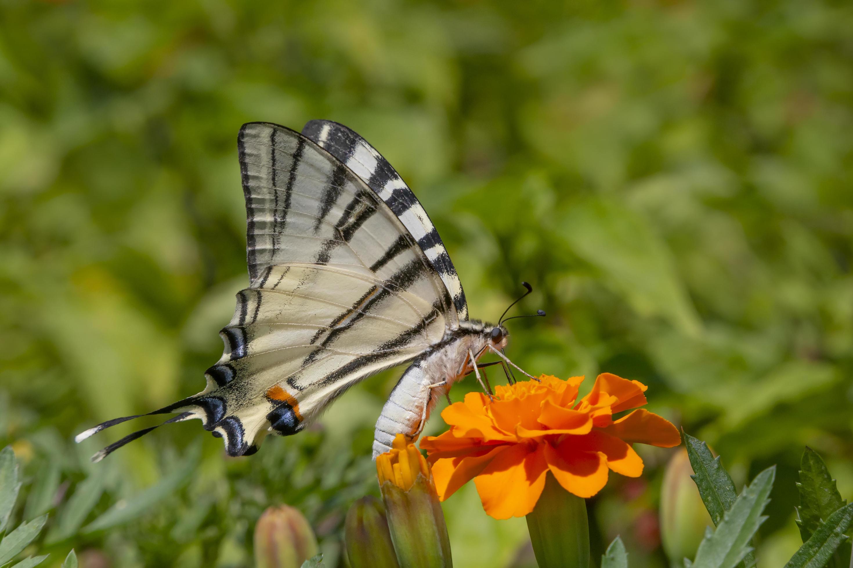 butterfly sitting on orange tagetes flower Stock Free