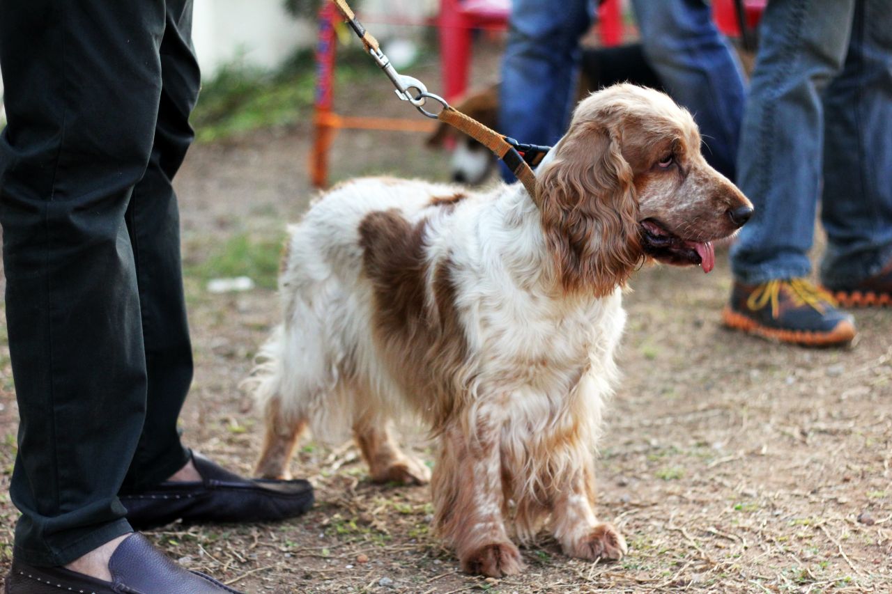 Spaniel Dog Stock Free