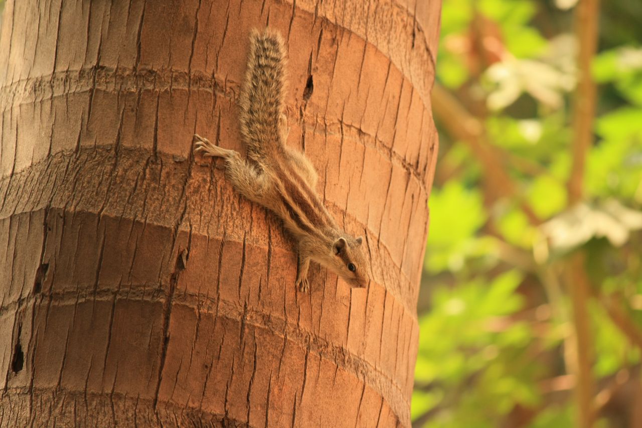 Squirrel Climbing Down Tree Stock Free