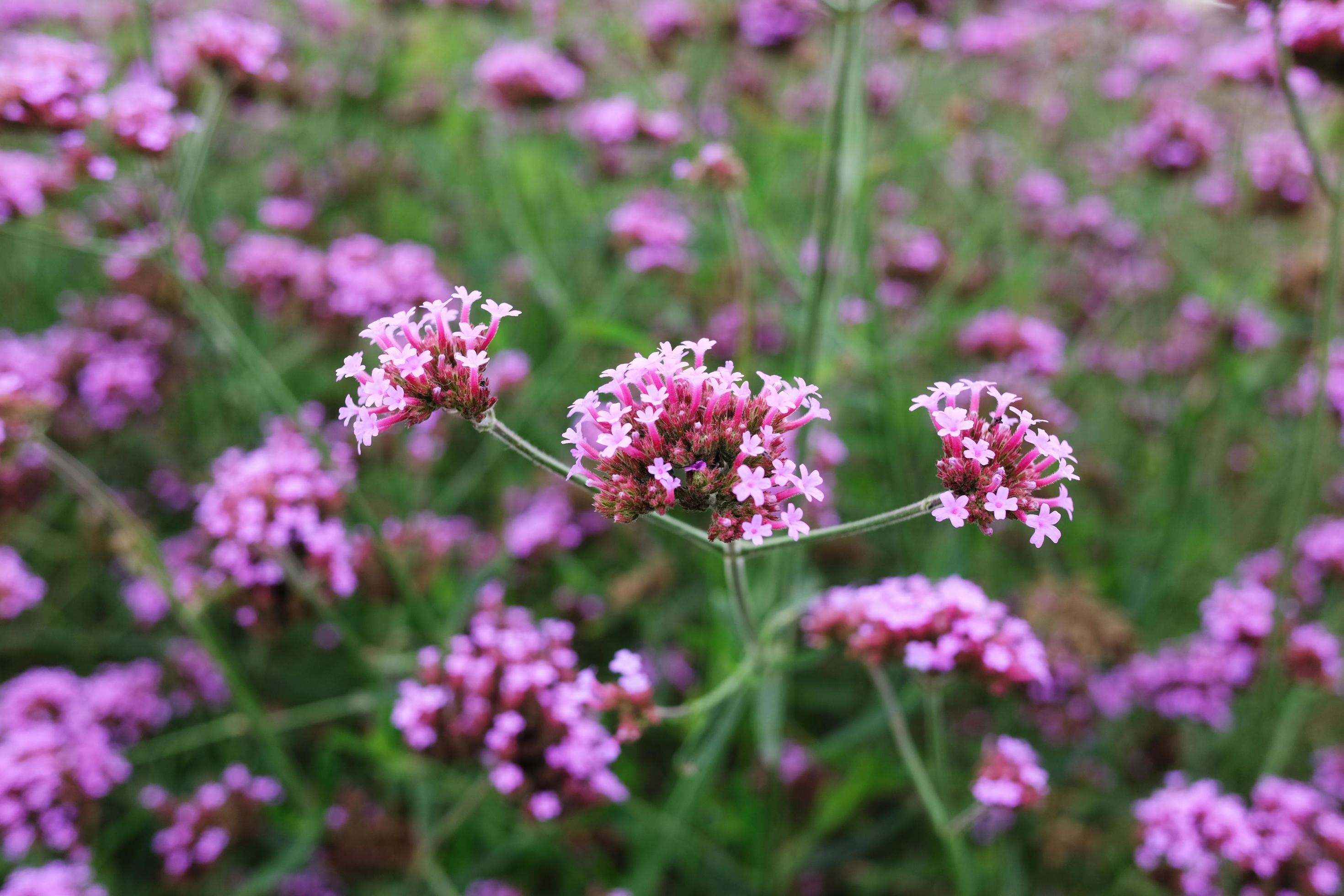 Blooming Violet verbena flowers with natural sunlight in meadow Stock Free