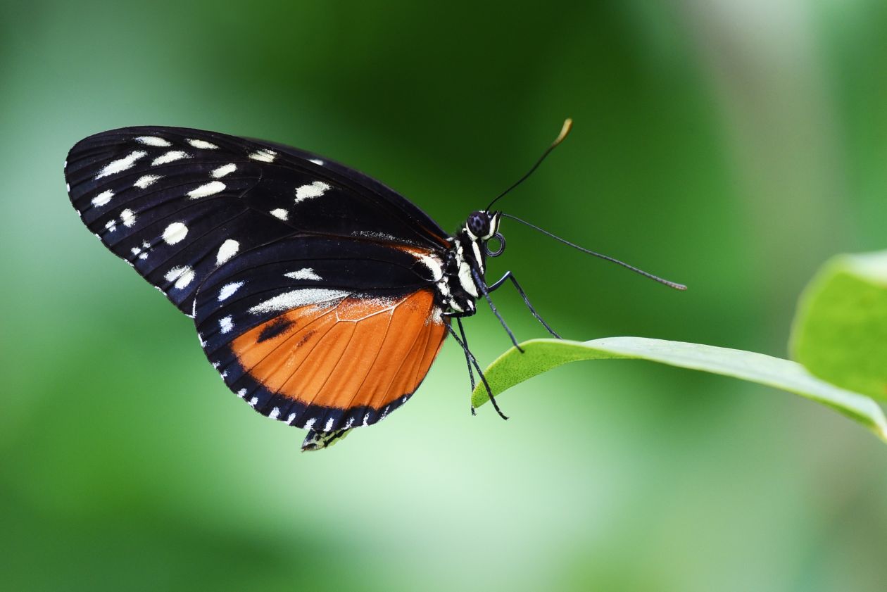 Butterfly on Plant Stock Free