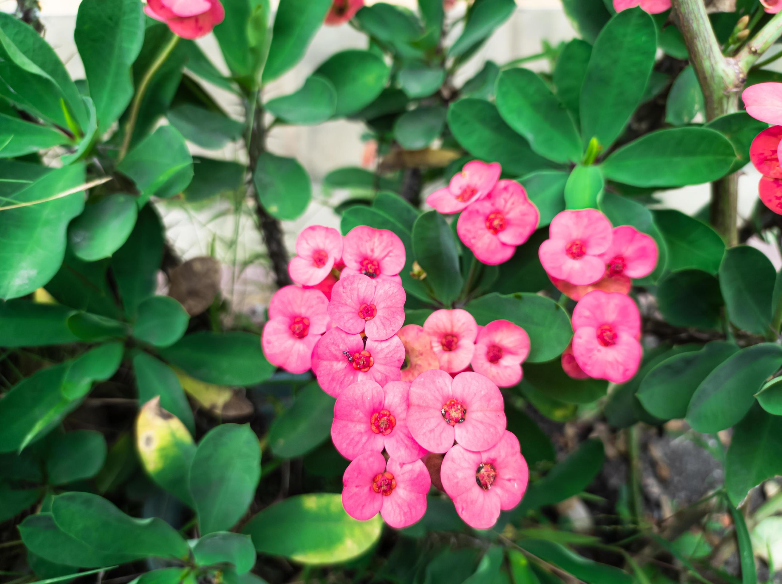 pink Euphorbia flower ornamental plants in the garden Stock Free