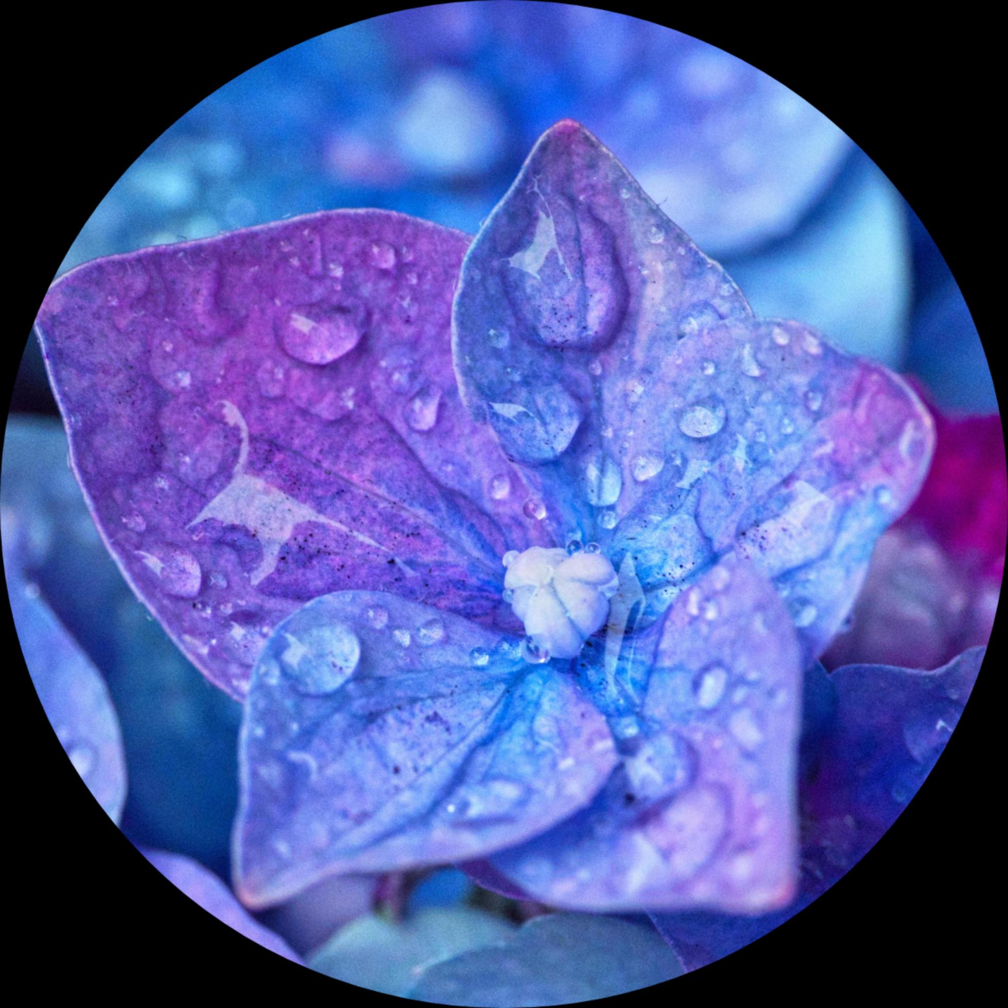 hydrangea flower water drop Stock Free