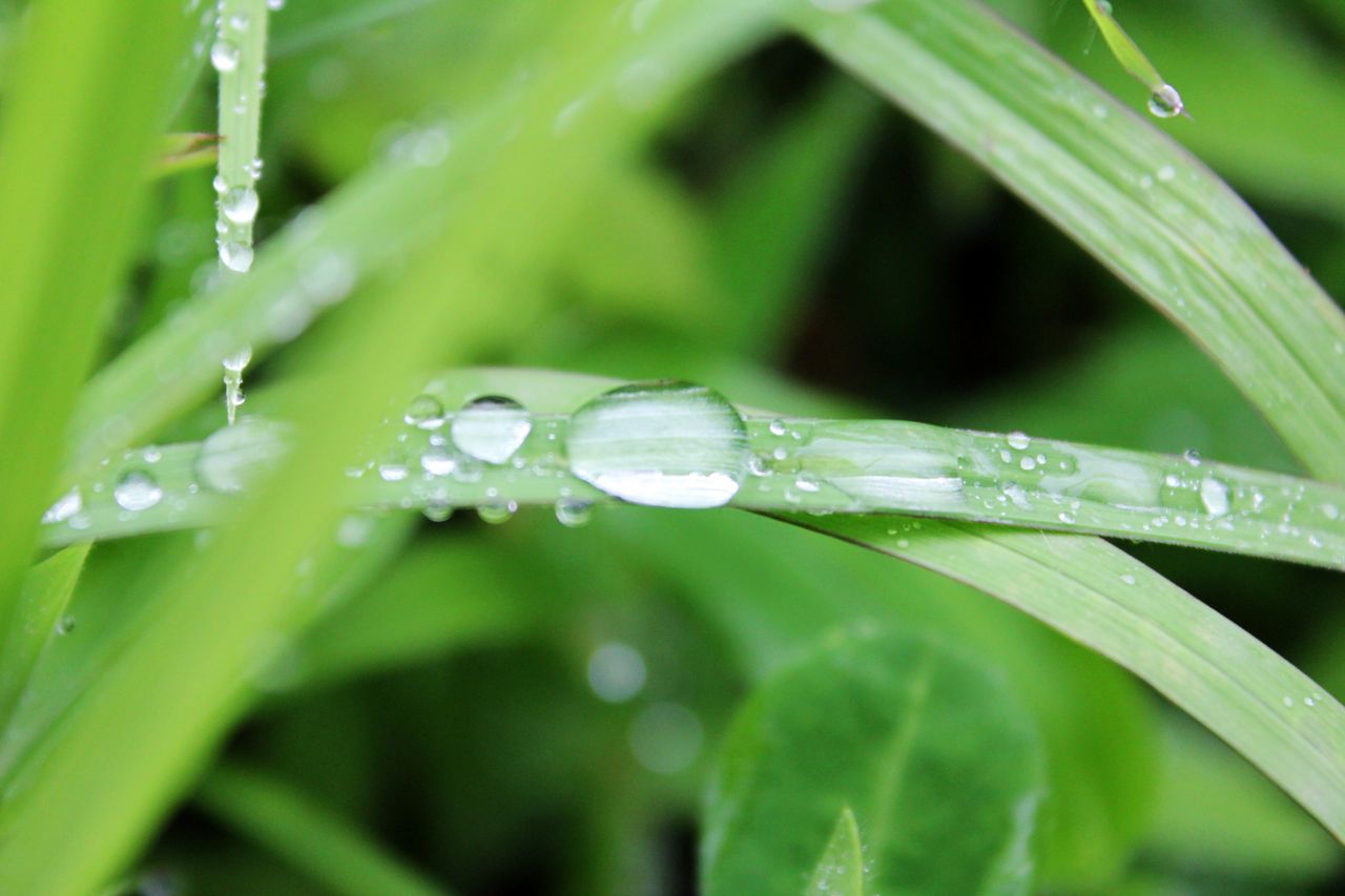 Grass Water Drops Macro Stock Free