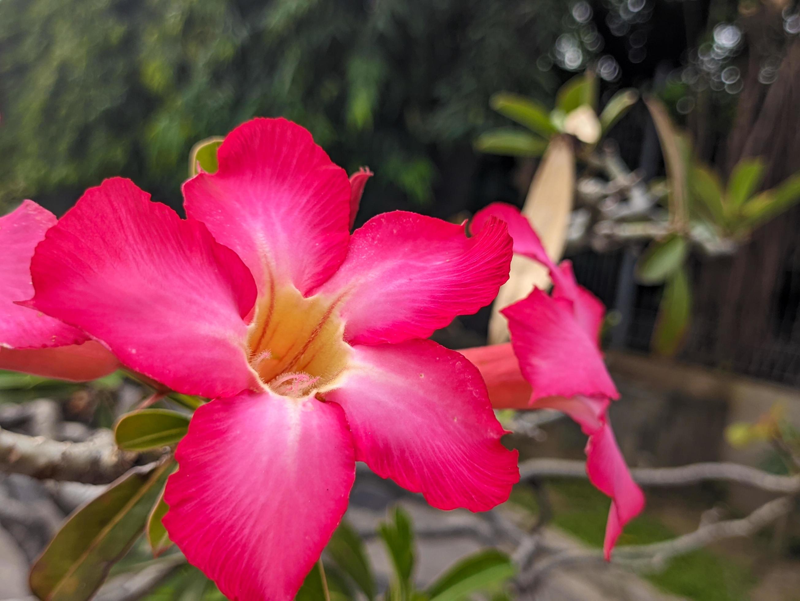 A Close up of Adenium Obesum flower. Red and fresh. For Flower background or wallpaper Stock Free