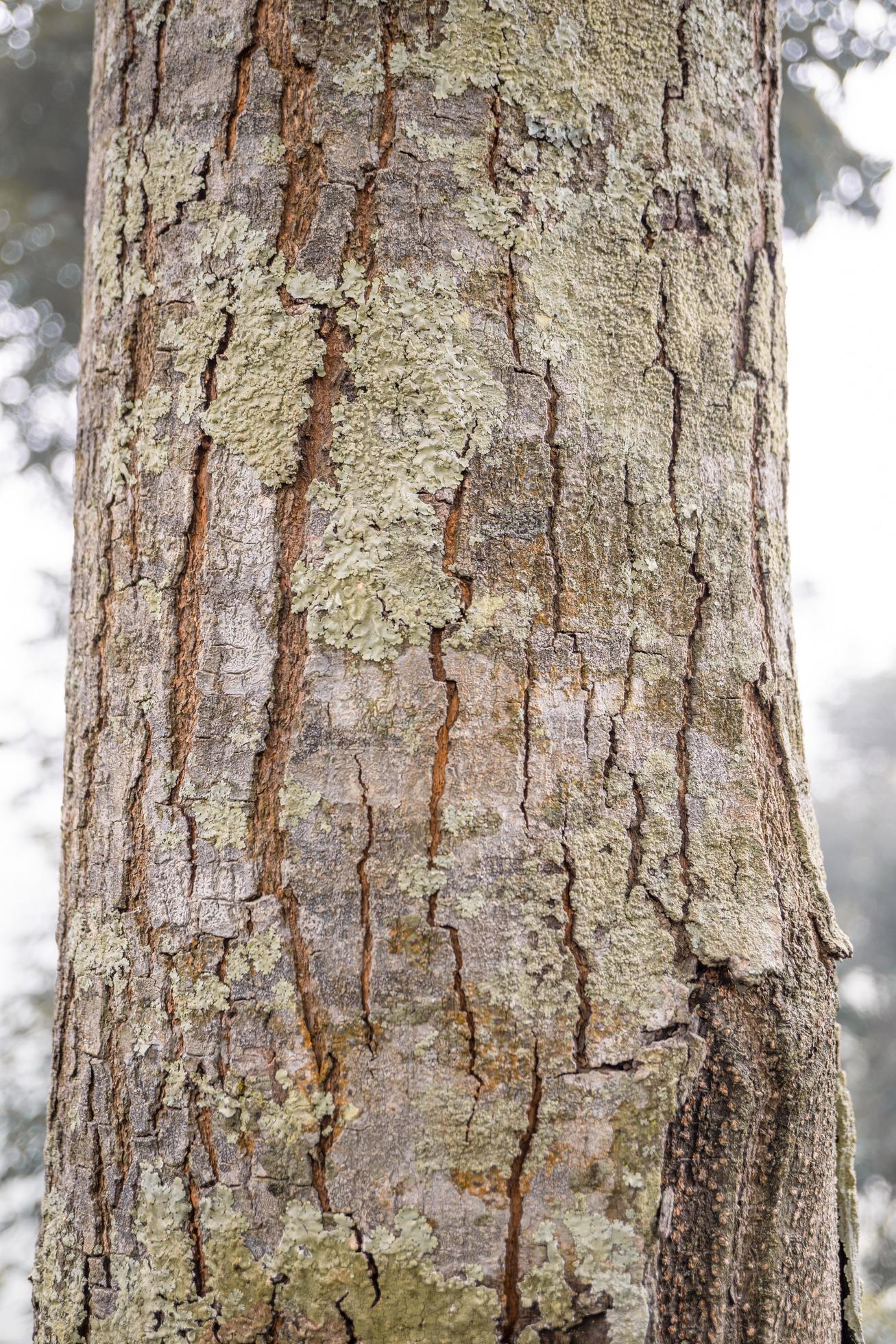 Texture and surface of tree trunk of local wood Indonesia. The photo is suitable to use for nature background and nature poster. Stock Free