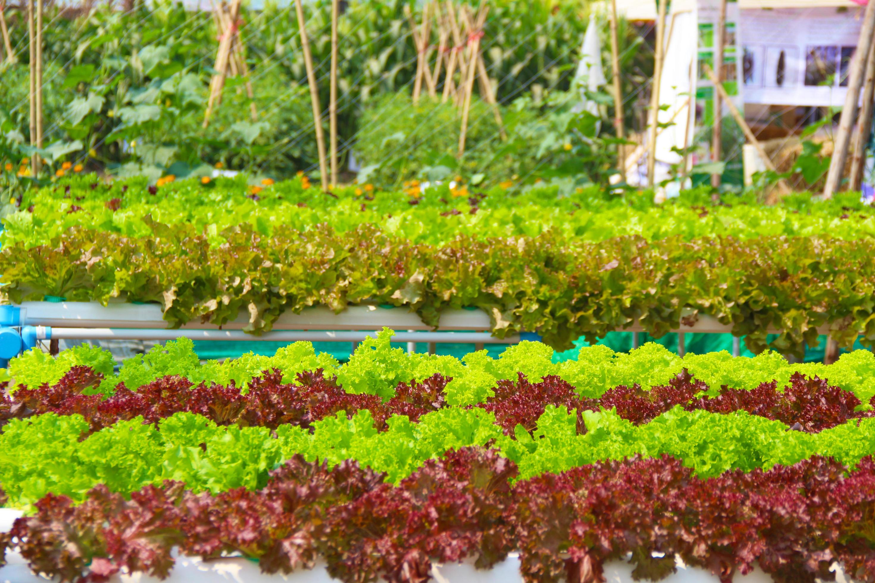 Hydroponics vegetable farm. Concept of growing organic vegetables and health food. Stock Free