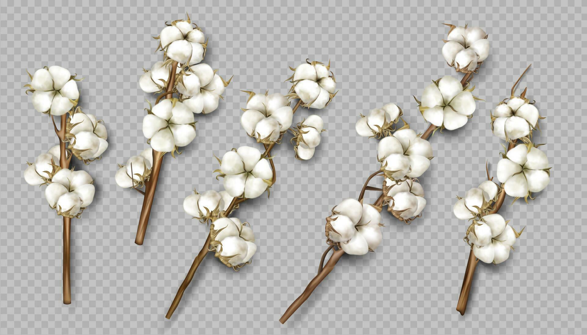 Realistic cotton branches with flowers and stems Stock Free