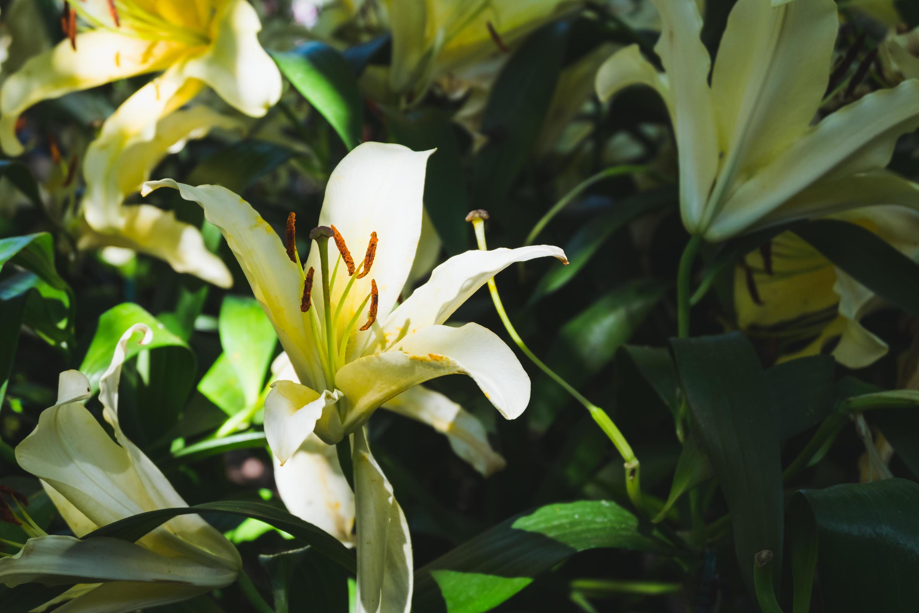 Beautiful white lily flower in botanic garden floral decoration Stock Free