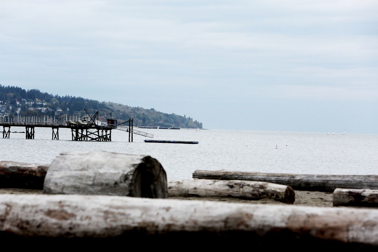 Beach Tree Trunk Stock Free