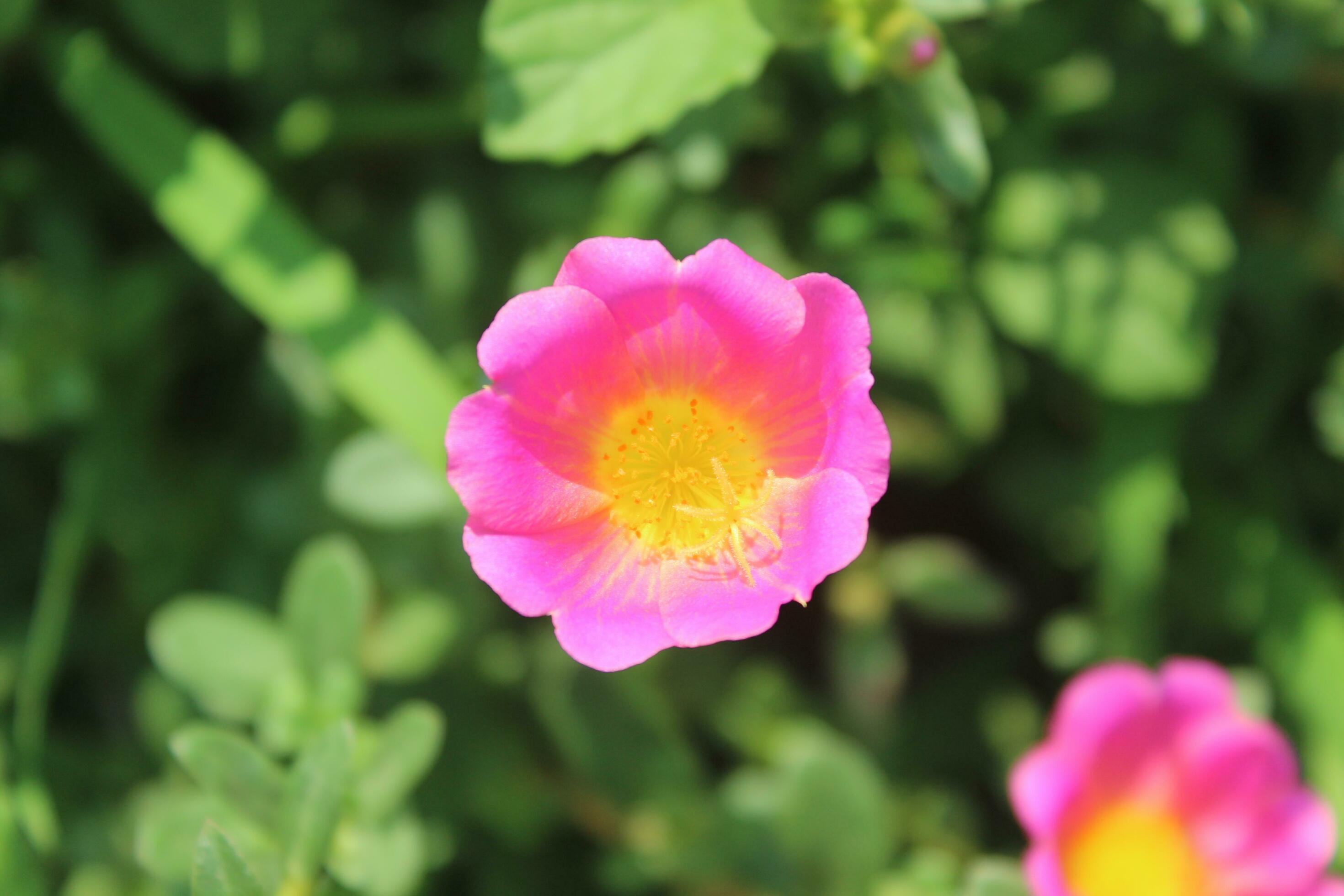 Portulaca oleracea common purslane, also known as verdolaga, red root, or pursley is an annual succulent in the family Portulacaceae. Stock Free