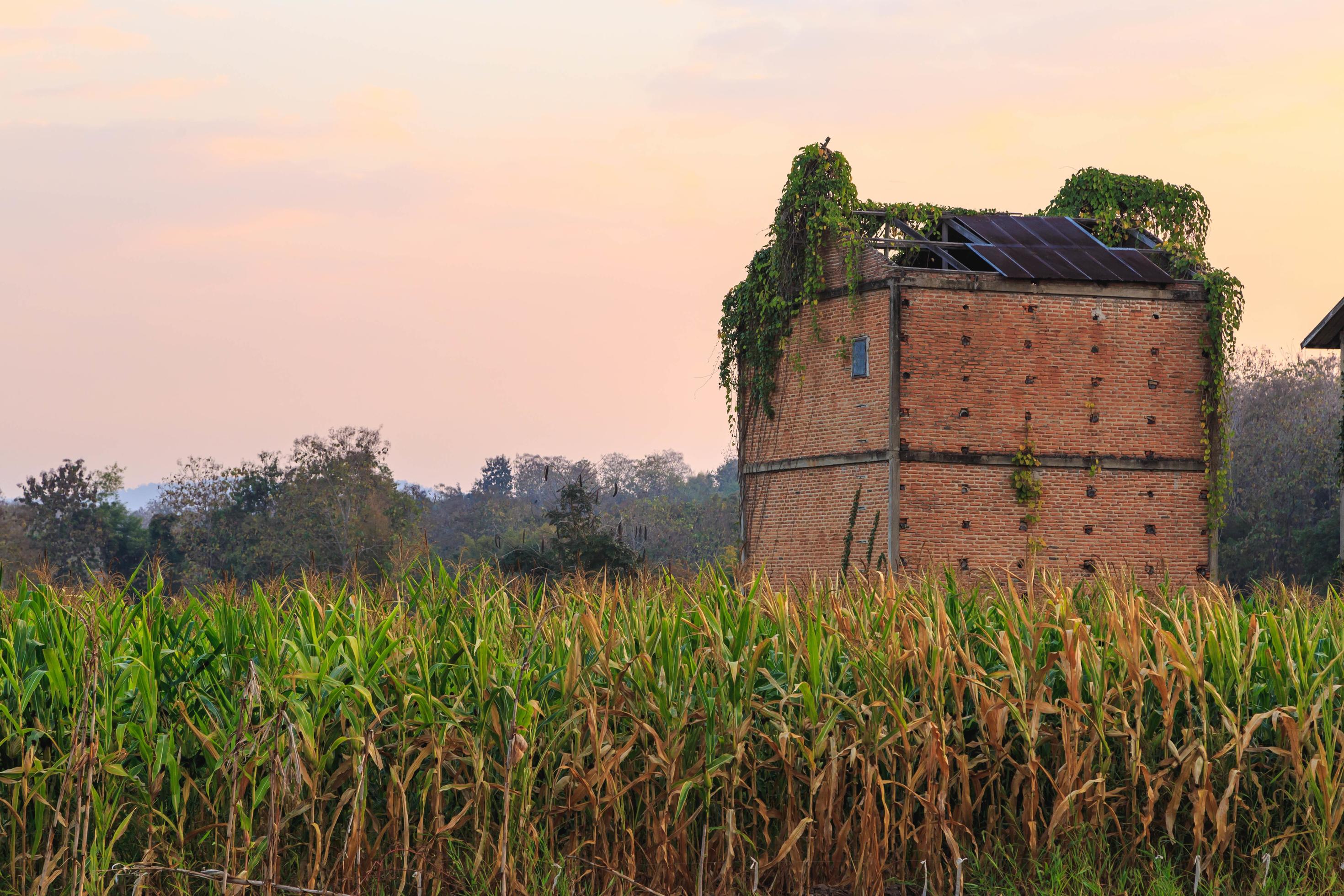 Abandoned buildings on a corn field Stock Free