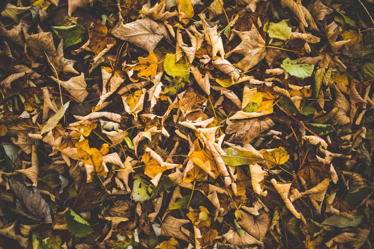 Brown & Green Autumn Leaves Stock Free