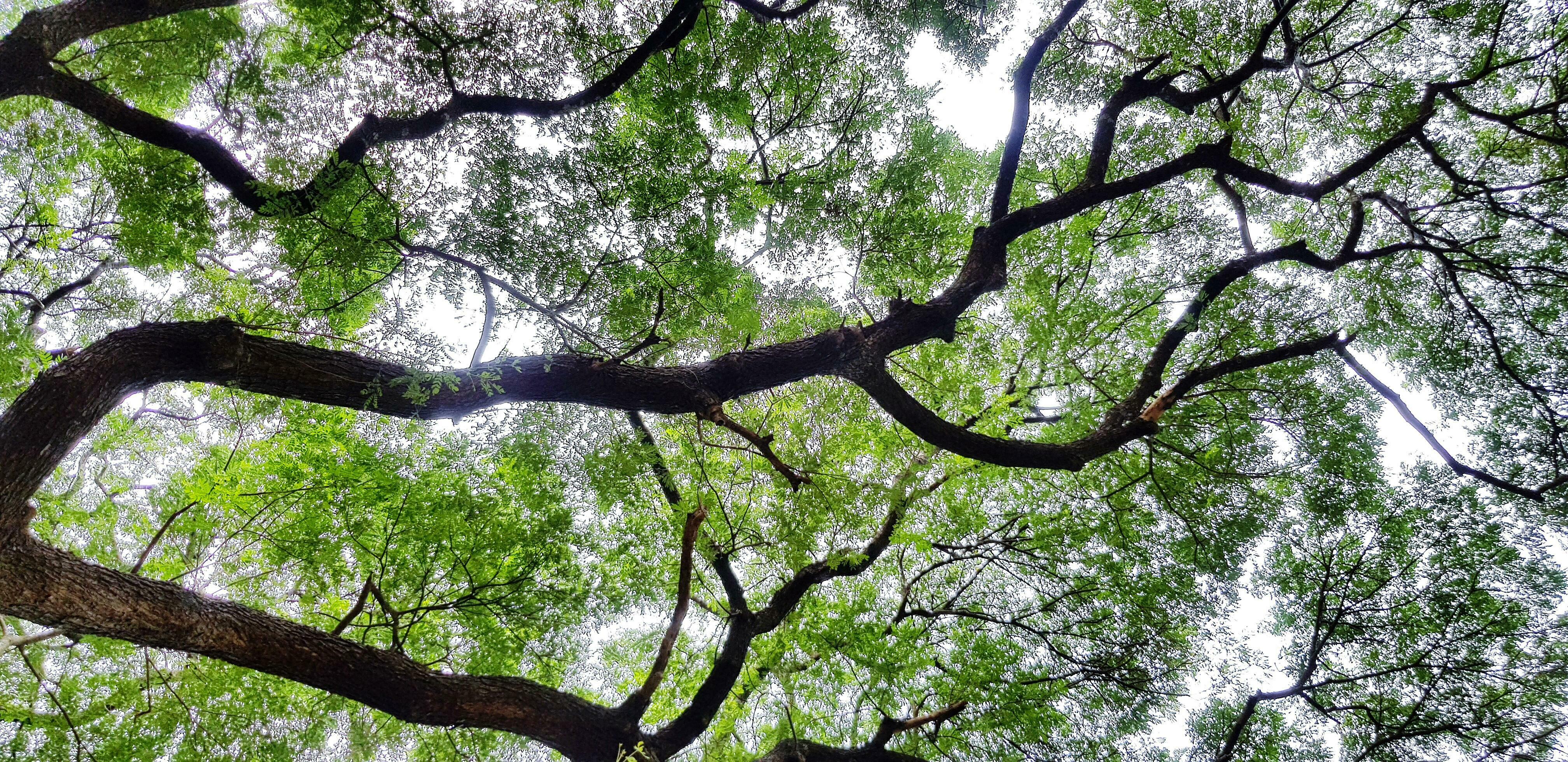 Beautiful big tree branch of Giant monkey pod tree with green leaves for background. Beauty of nature, plant growing and Natural Wallpaper concept Stock Free