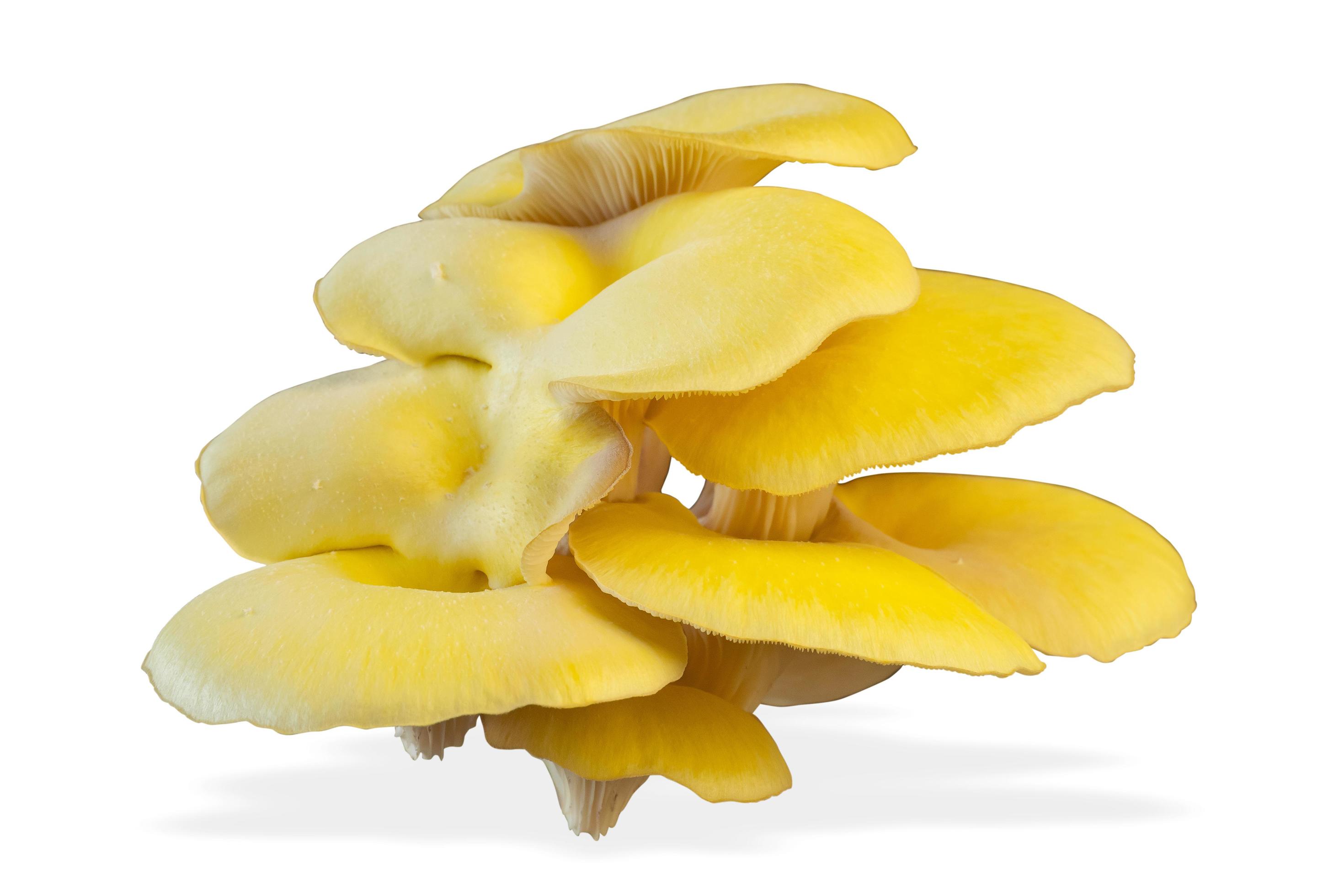 Oyster mushroom isolated on white background. Healthy plant based food diet lifestyle. Stock Free