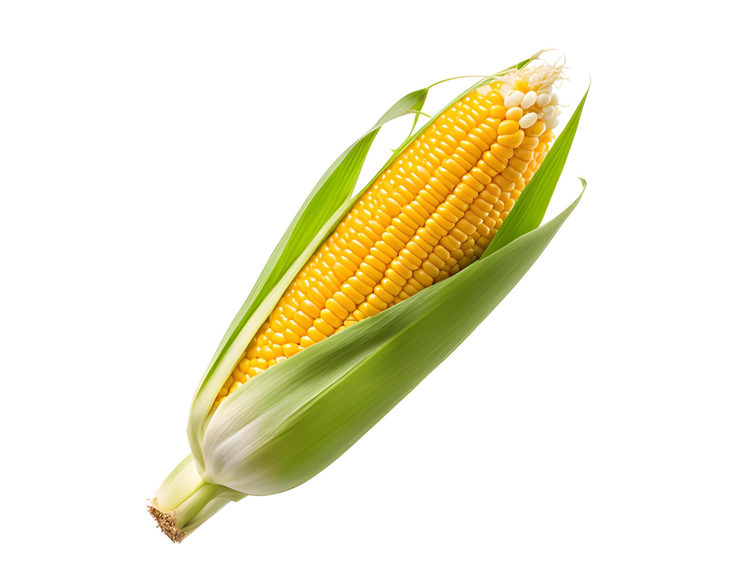 Close up of Sweet corn isolated on white background. Fresh maize with green leaf, clipping path Stock Free