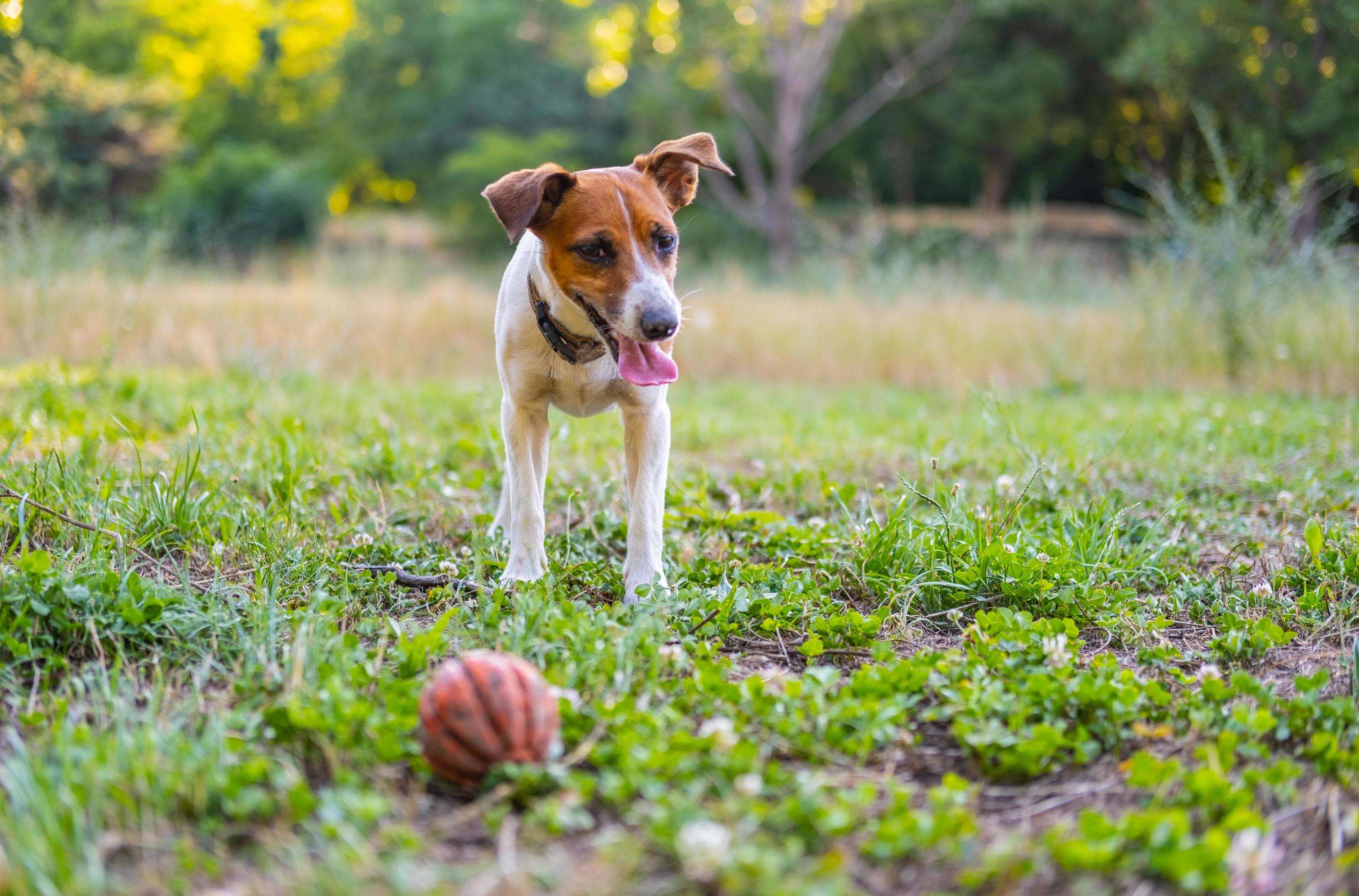 jack russell terrier in the park Stock Free