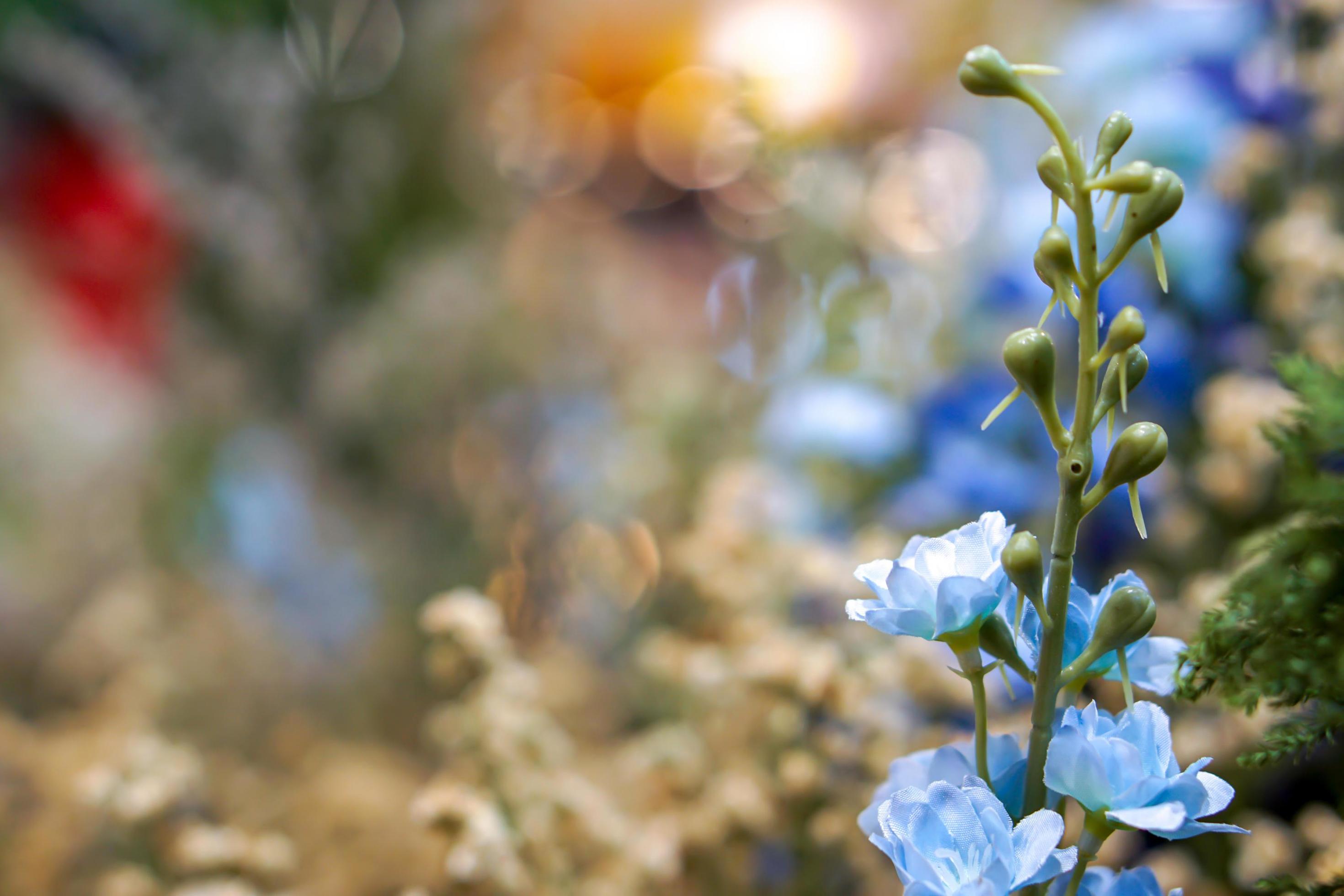 Closeup and crop little blue flower on blurry background. Stock Free