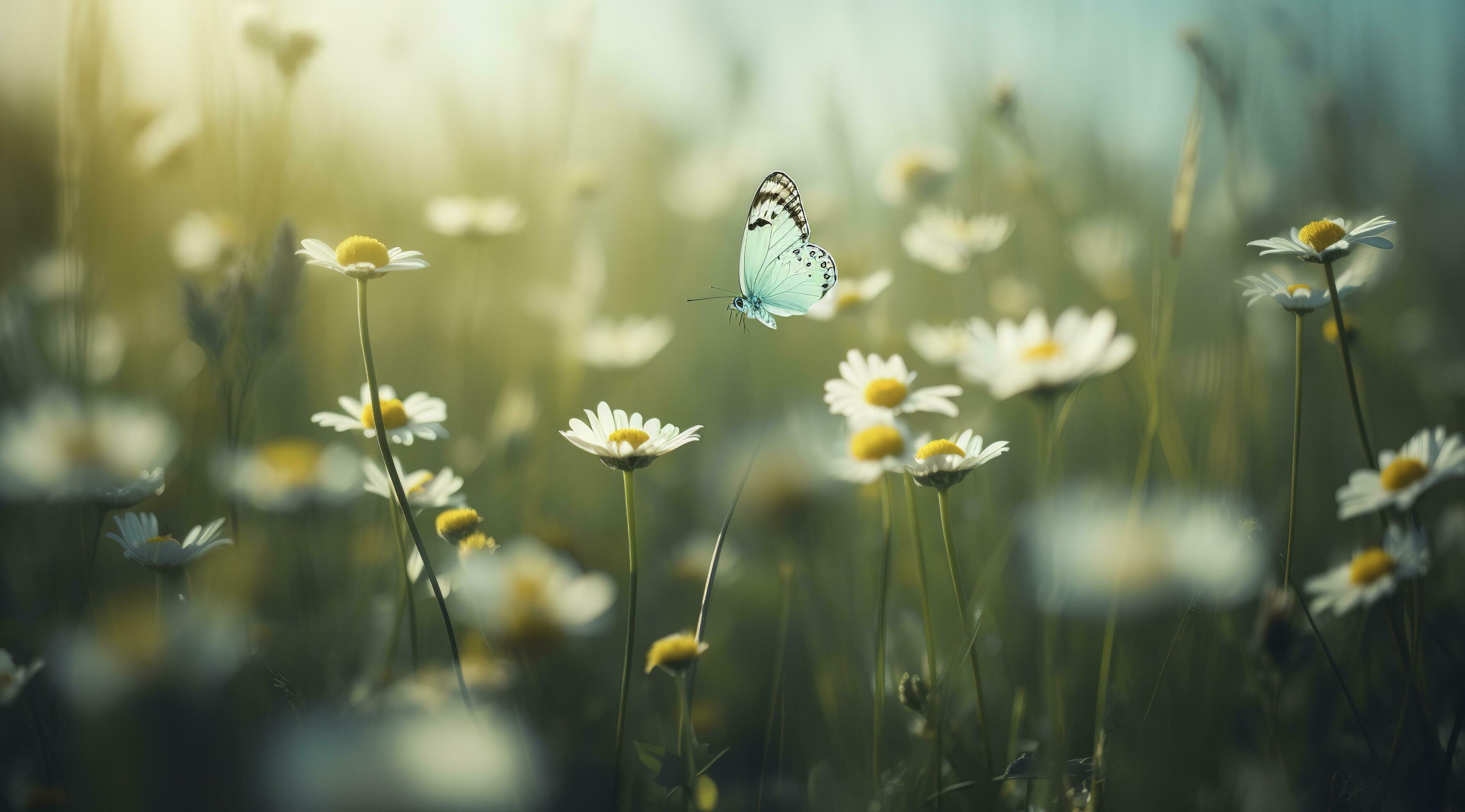 beautiful and colourful butterfly fluttering over the delicate Bellamy flowers daisies on a Sunny summer day, generate ai Stock Free