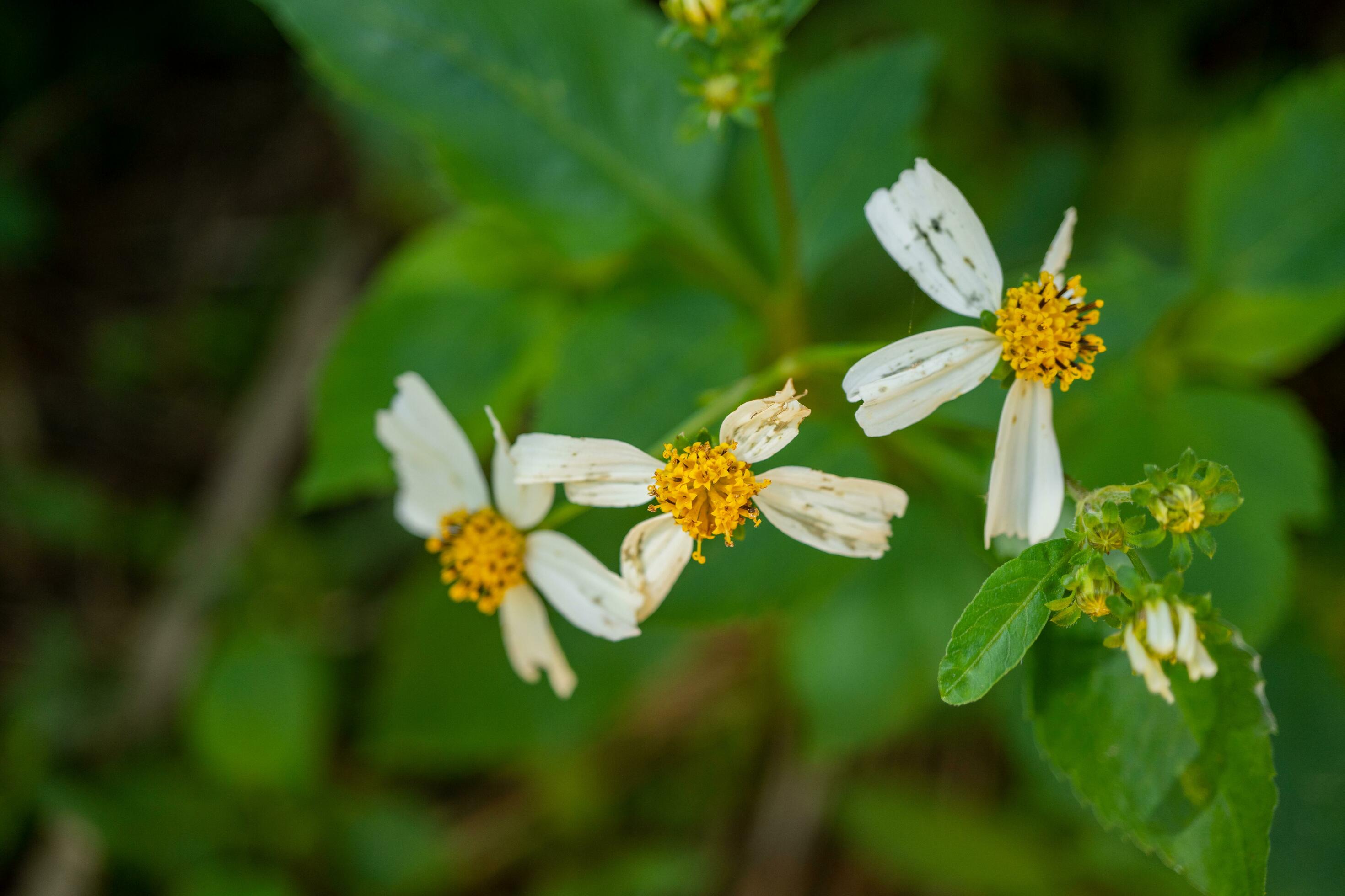 Wild white flower when is blossom at the spring time. The photo is suitable to use for botanical flower content media and nature background. Stock Free