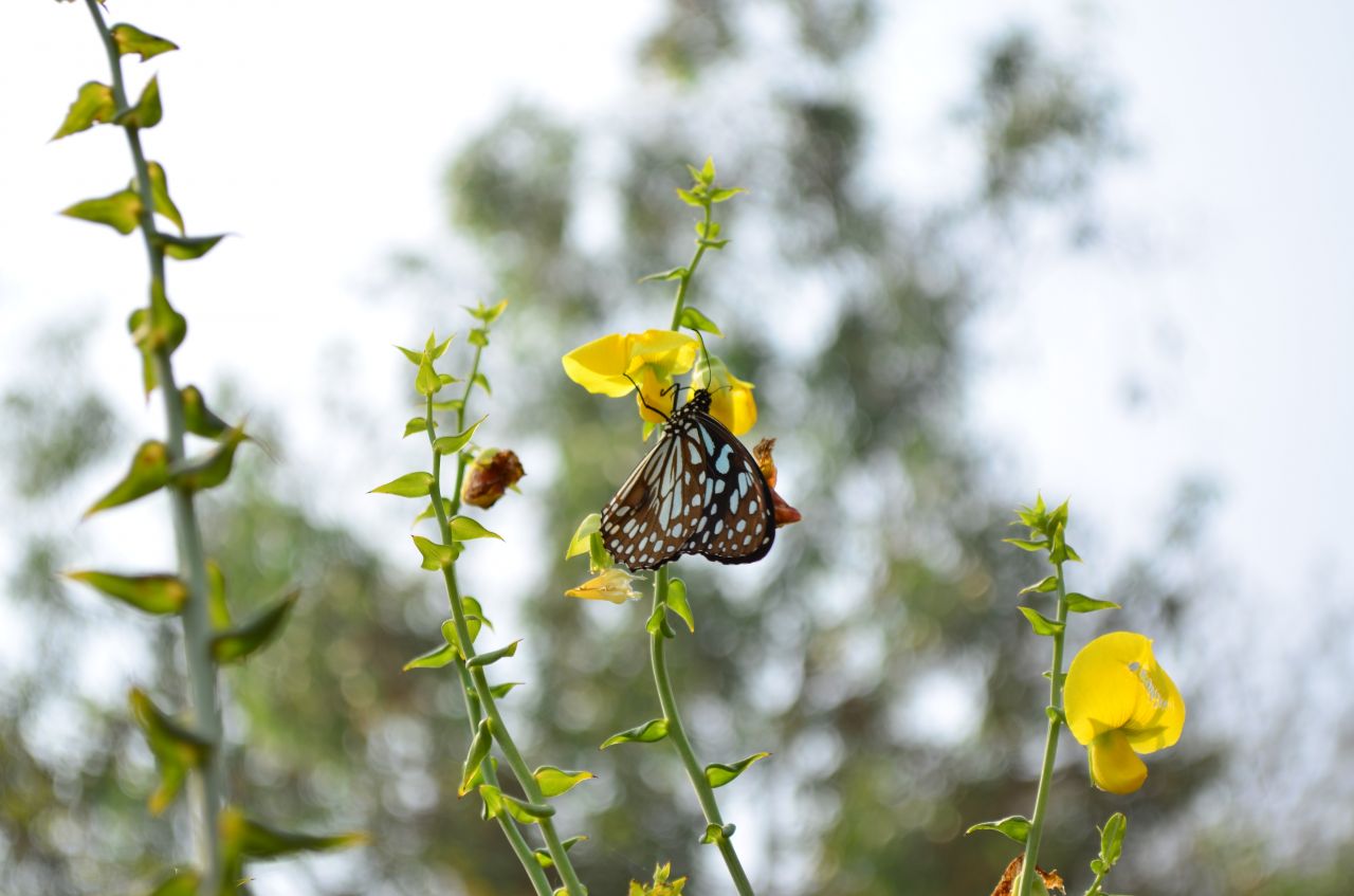 Blue Tiger Butterfly On Yellow Flower Stock Free