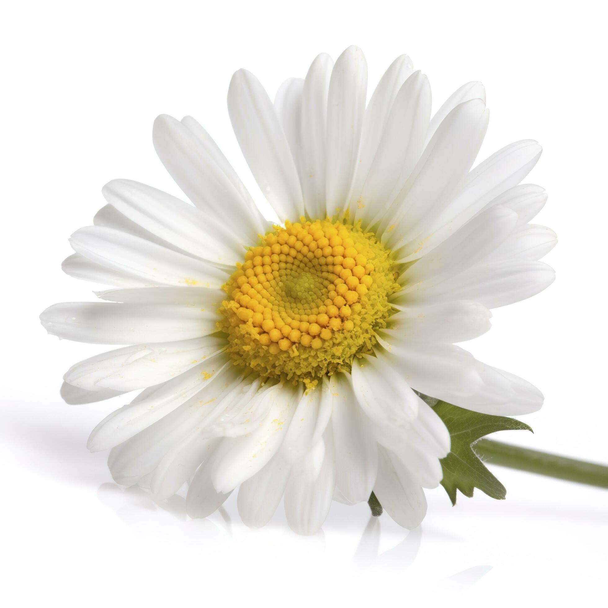 Daisy flower with isolated on white background, generate ai Stock Free