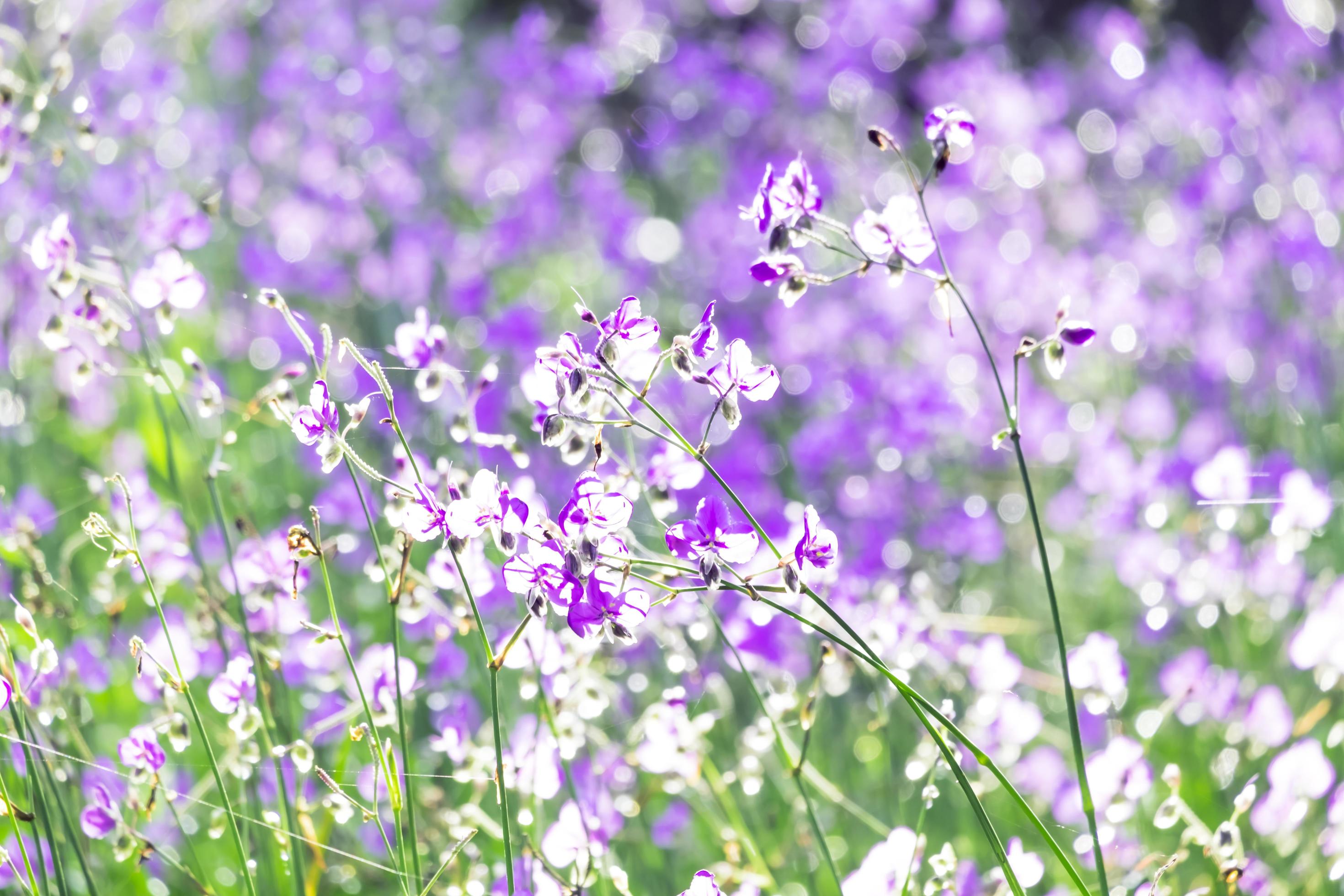 Purple flower fields blooming.Beautiful growing and flowers on meadow blooming in the morning,selective focus Stock Free