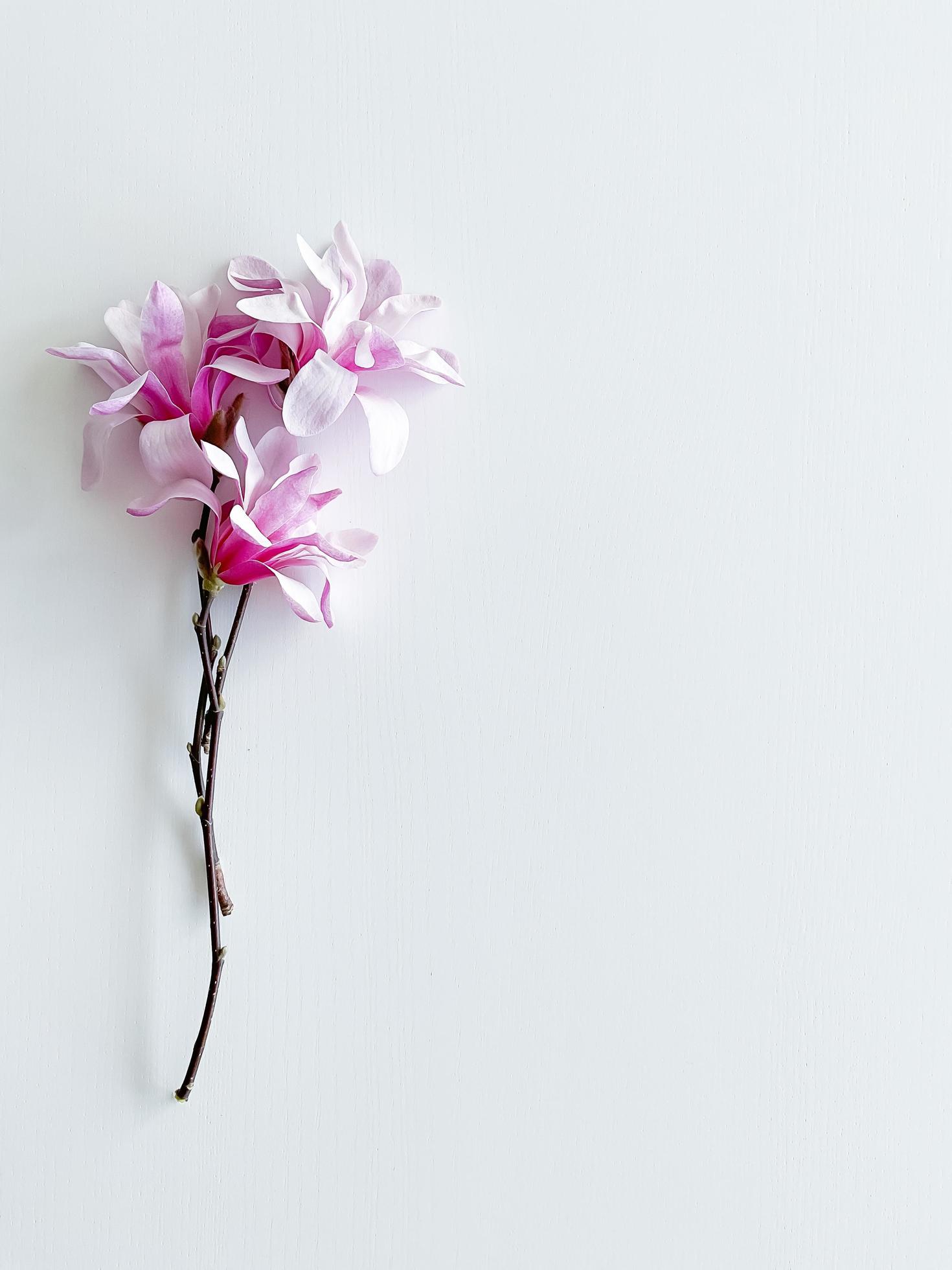 Closeup photo of pink magnolia flowers, isolated Stock Free