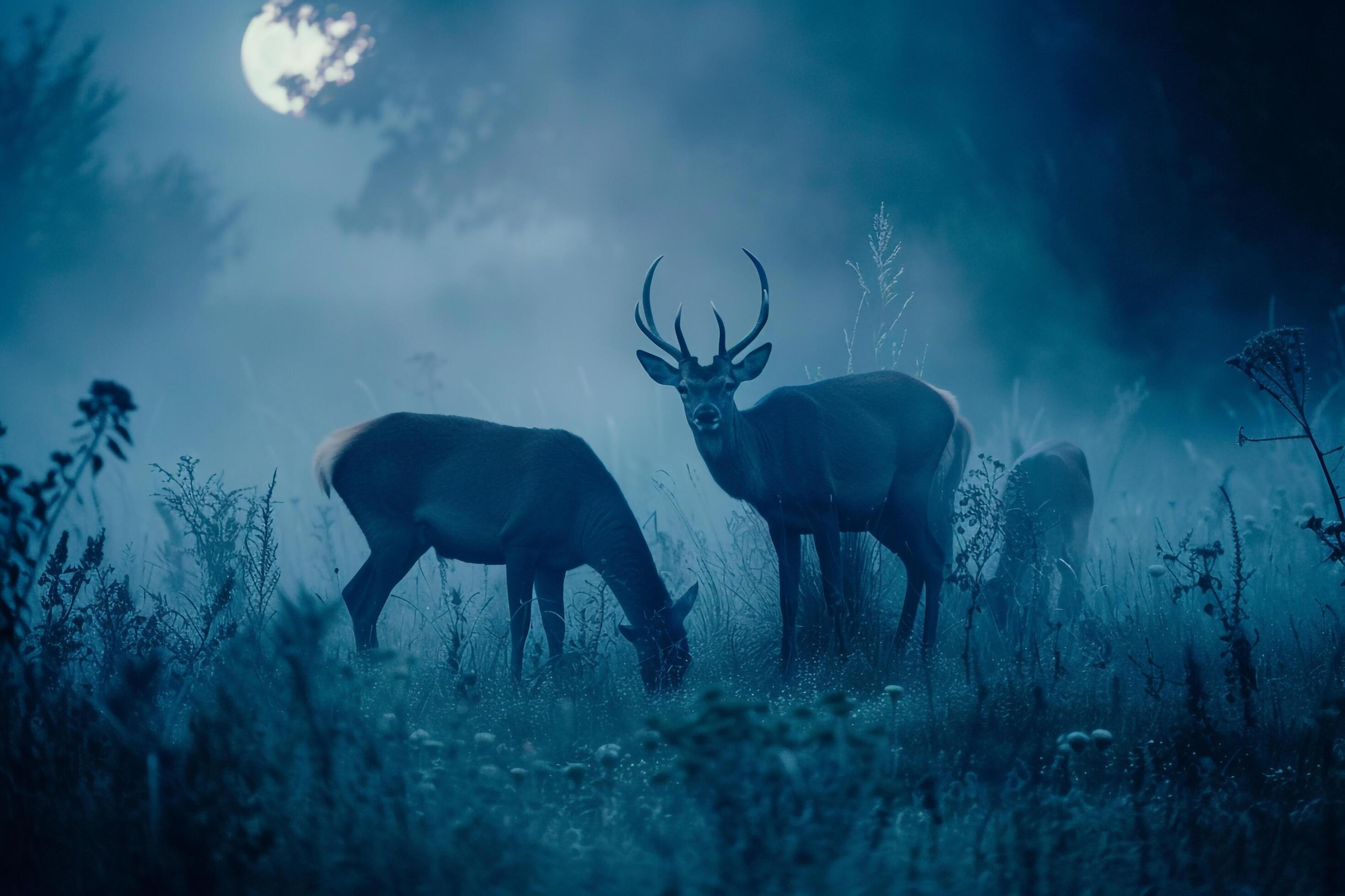 Moonlight Filtering Through Mist. Casting a Silver Glow on a Family of Deer Grazing in a Meadow Nature Background Stock Free