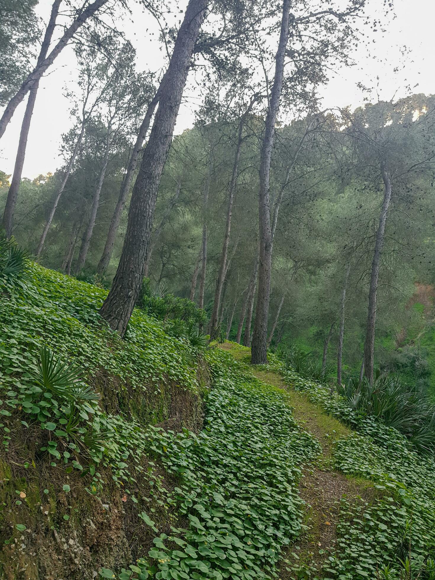 Serene beauty of a small mountain footpath in a stunning natural setting Stock Free