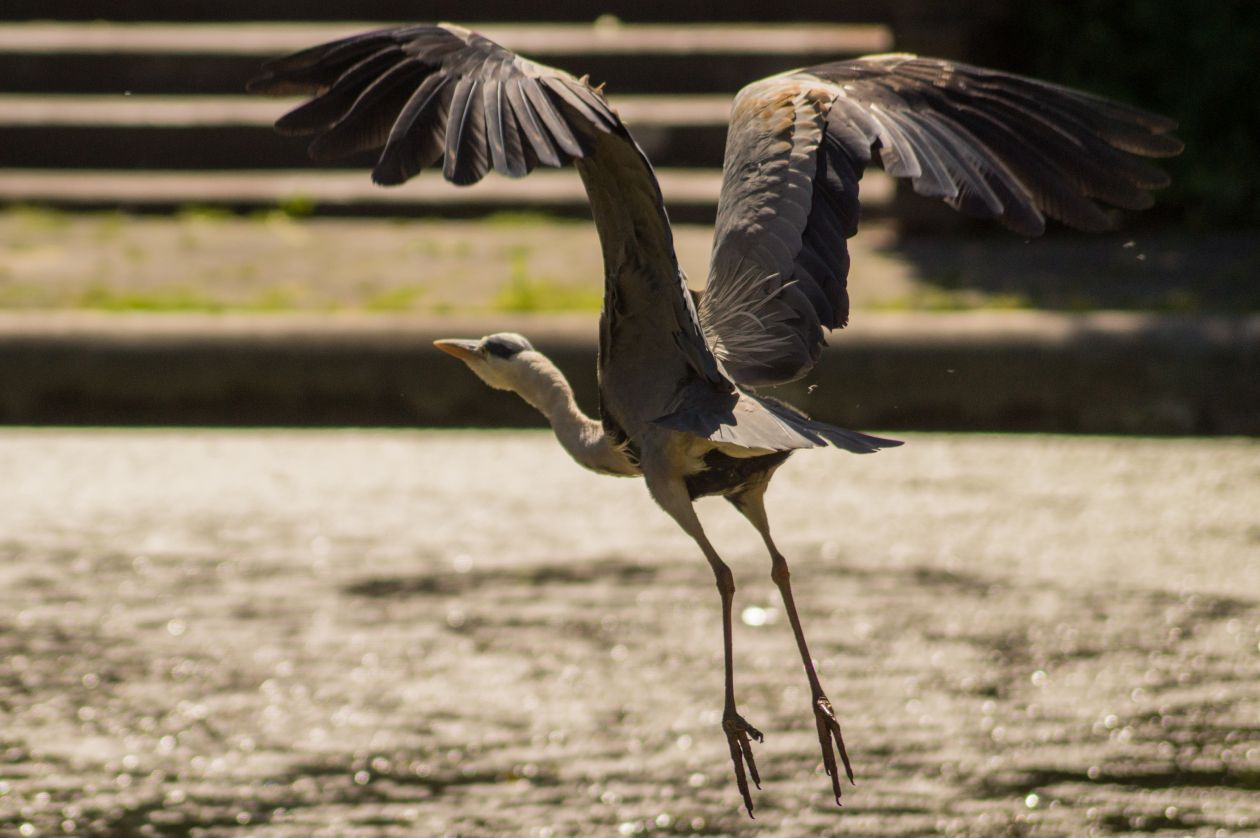 Heron in flight Stock Free