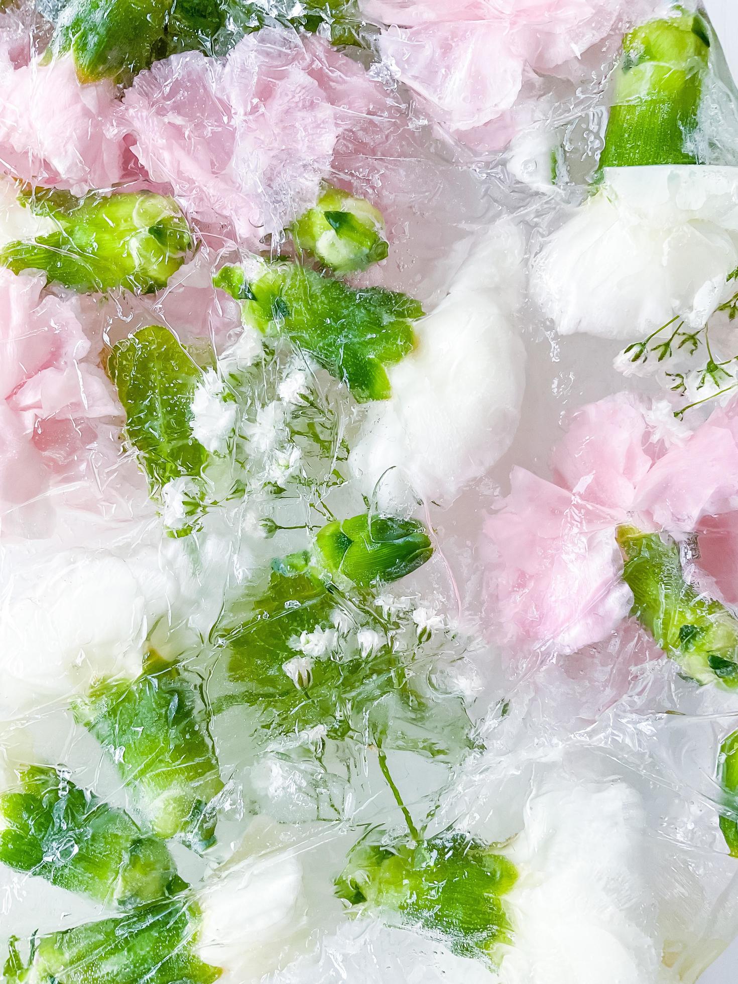 carnation, garden flowers frozen in ice. backgraund Stock Free