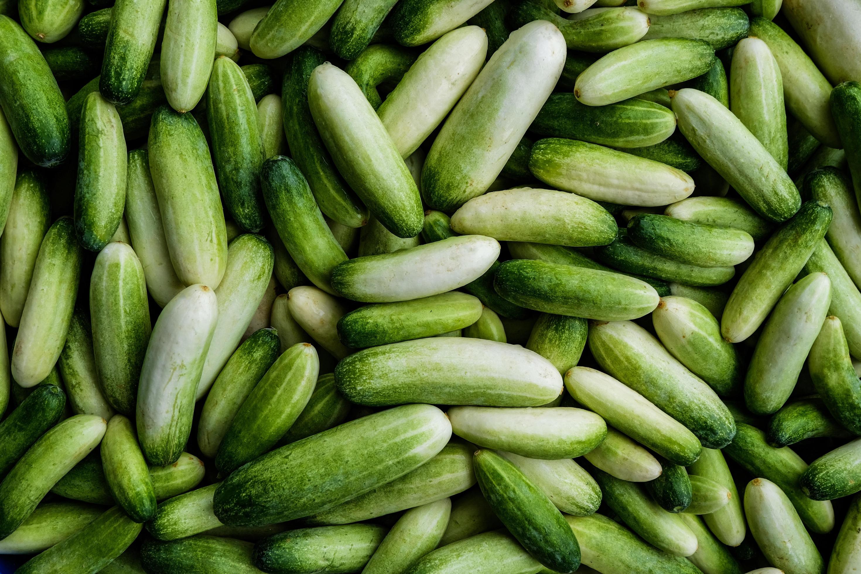 Heap of fresh green cucumber at agriculture farm.Cucumber is vegetable for antioxidant and dietary food. Stock Free