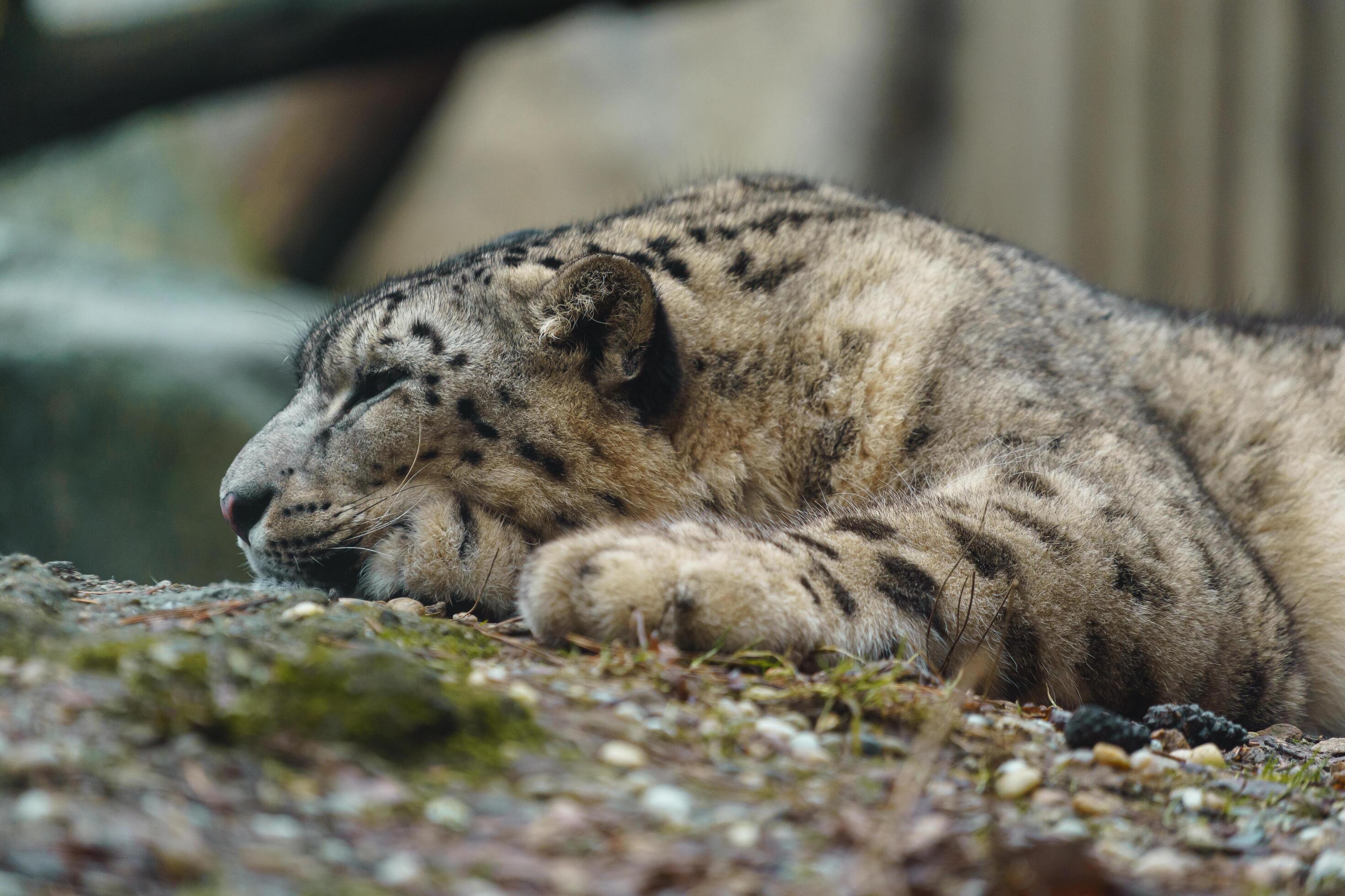 Portrait of Snow leopard in zoo Stock Free