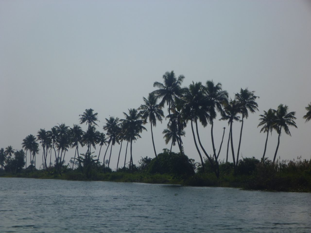 Kerala Waters Palm Trees Stock Free