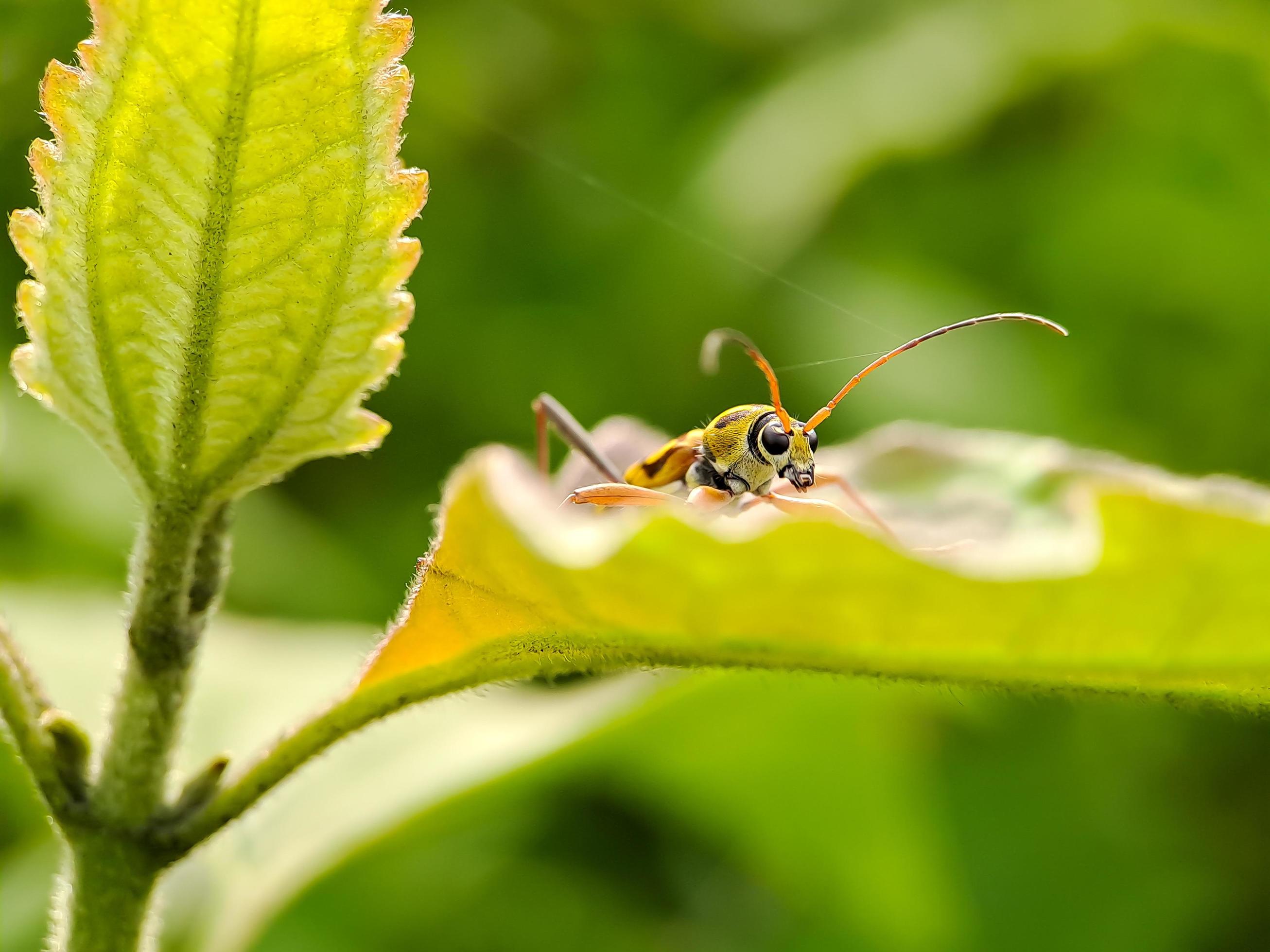 Chlorophorus annularis longicorn tiger bamboo or bamboo borer is a species of beetle in the family Cerambycidae, on green leaves background blur Stock Free