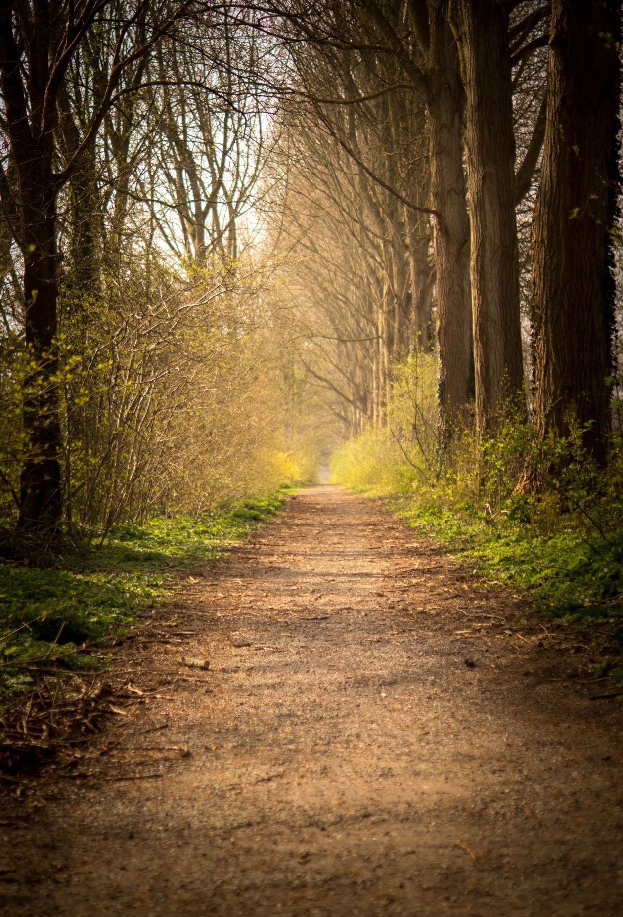 Forest path Stock Free