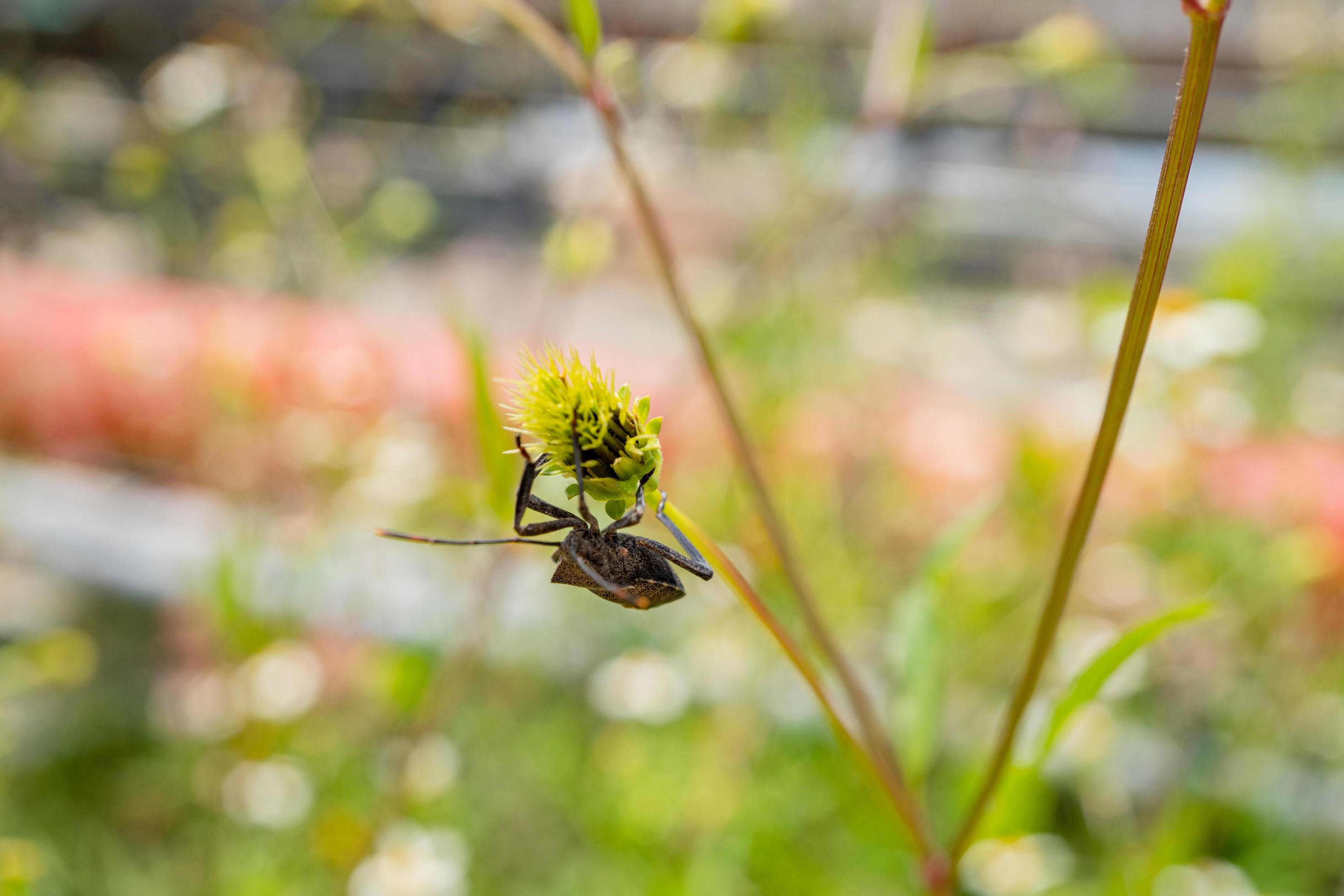 Black beetles perch over the flower buds. The photo is suitable to use for animal wild life background, spring poster and nature content media. Stock Free