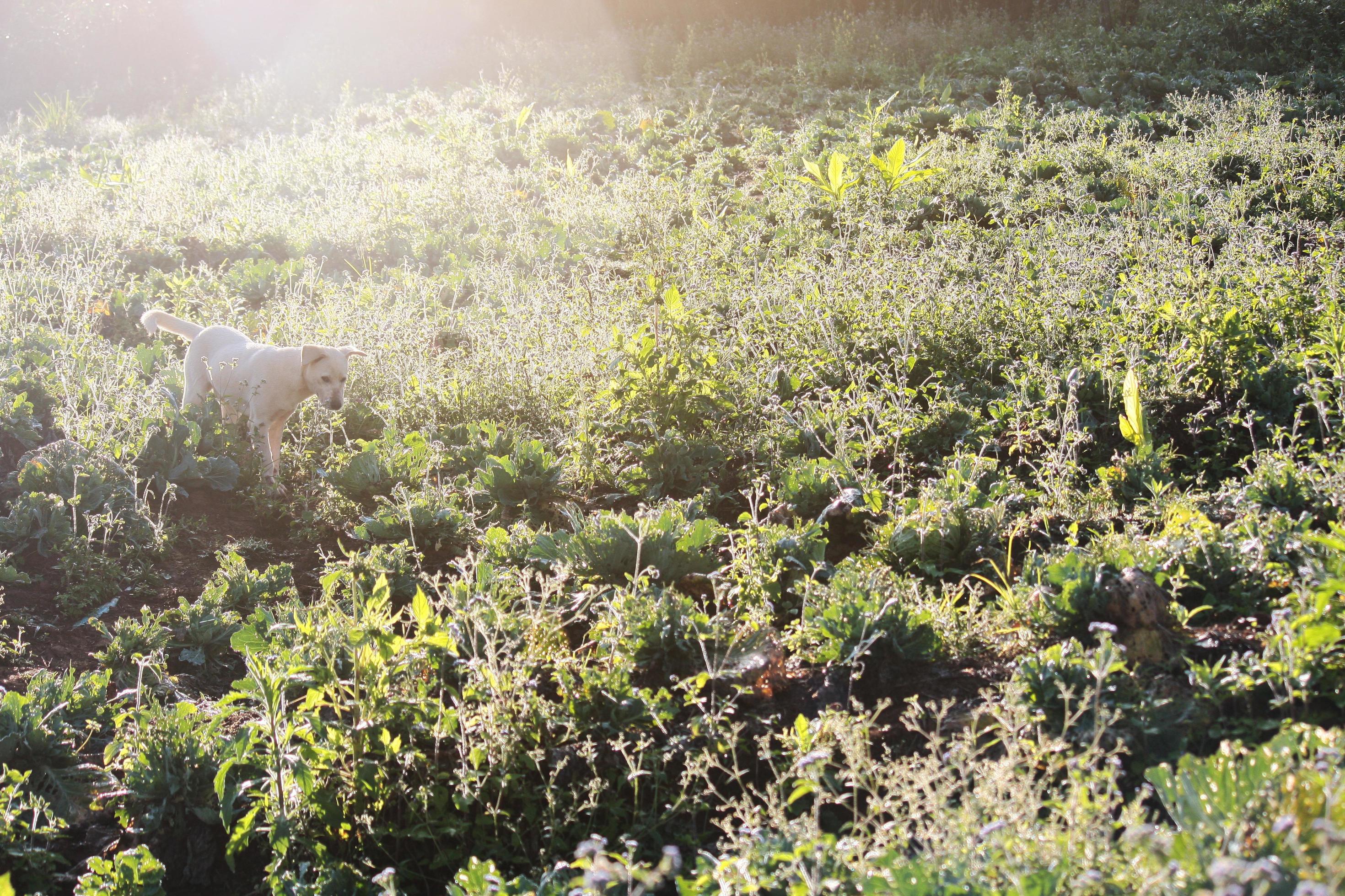 Cute white dog playful with beautiful sunset in grass firlds Stock Free