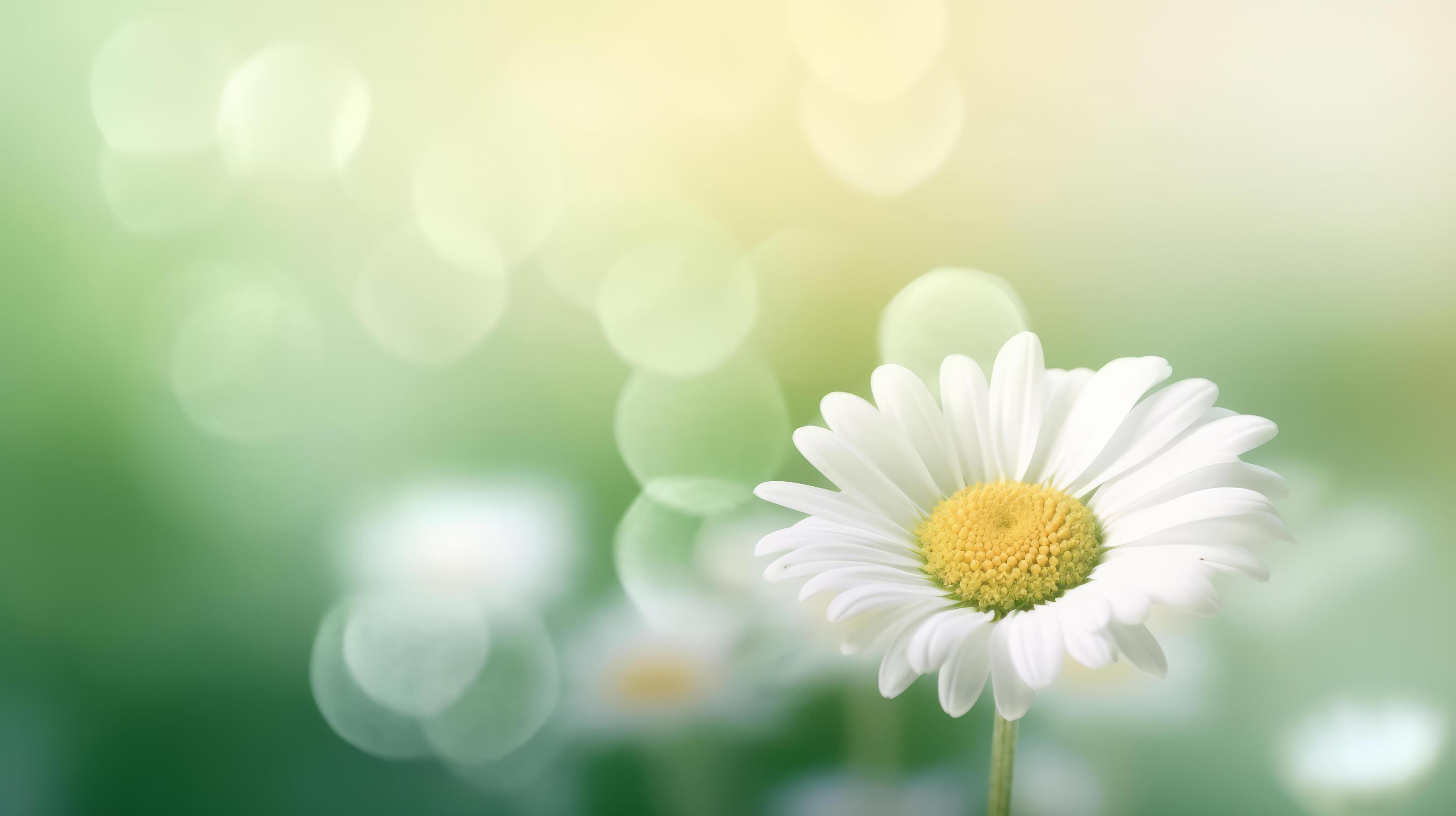 Daisy flower background. Illustration Stock Free