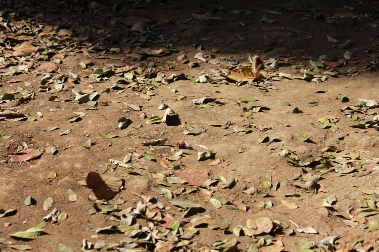 Ground Rubbish Dead Leaves Stock Free