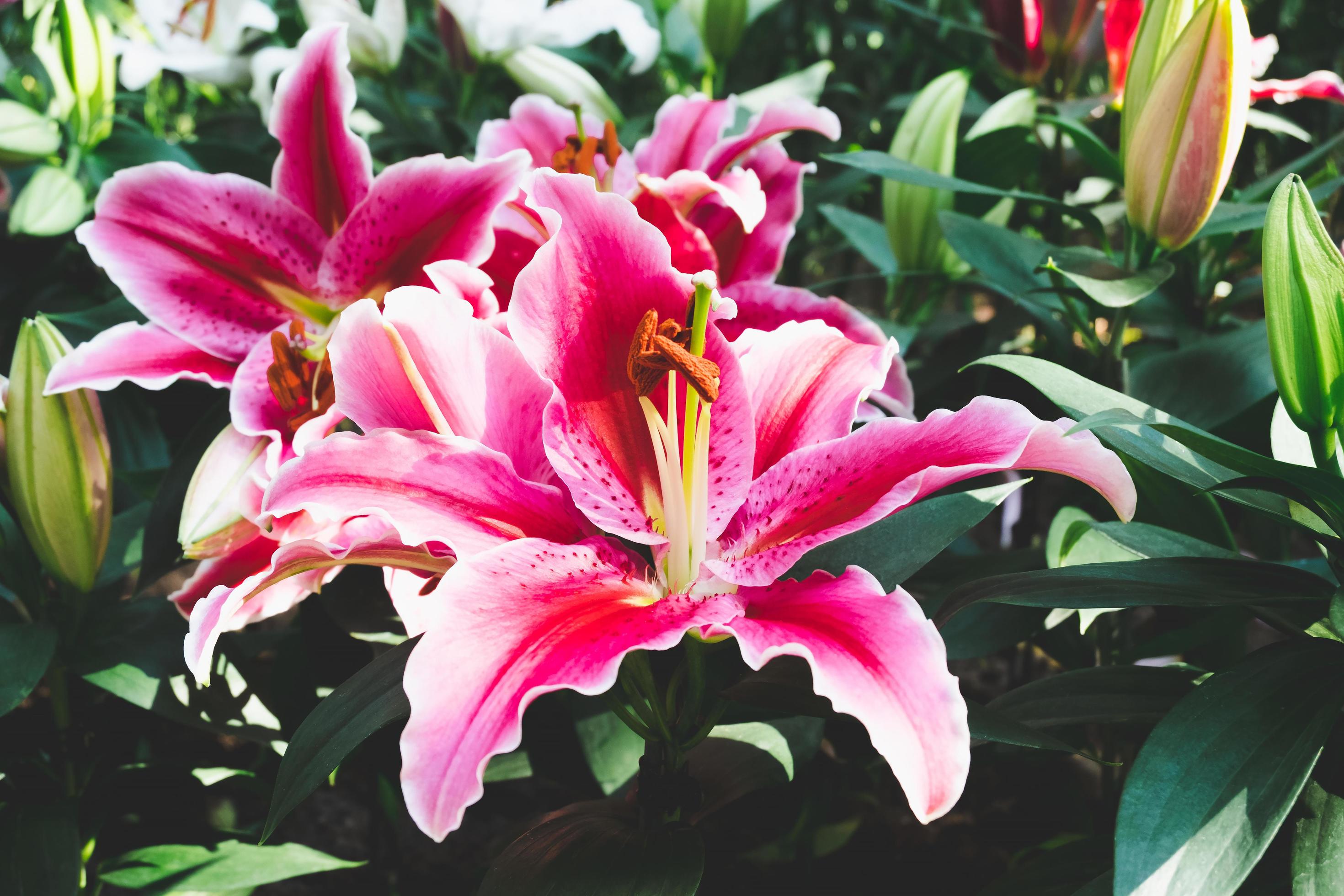 Beautiful pink lily flower in botanic garden floral decoration Stock Free