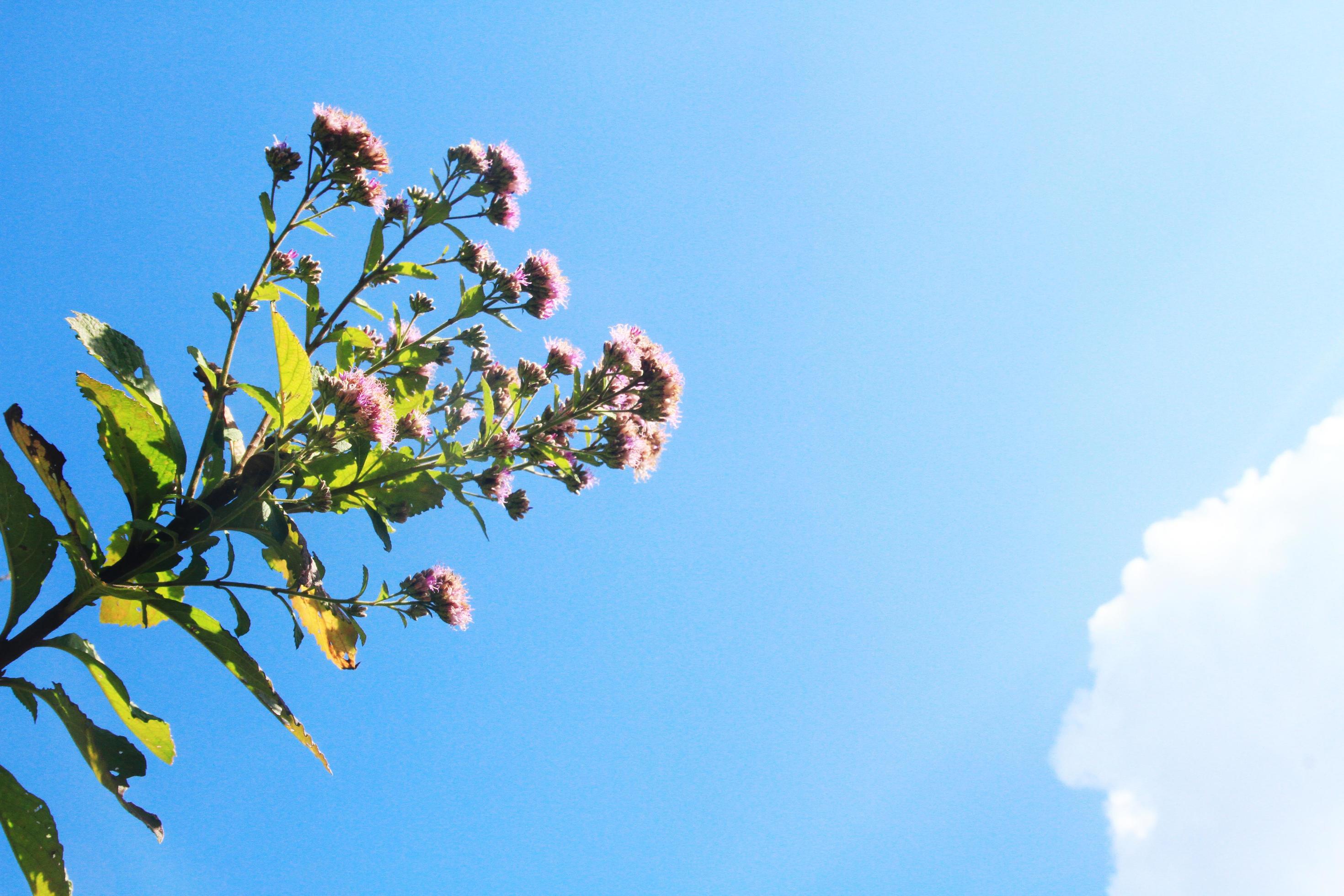 Beautiful Wild flowers with blue sky on the mountain Stock Free