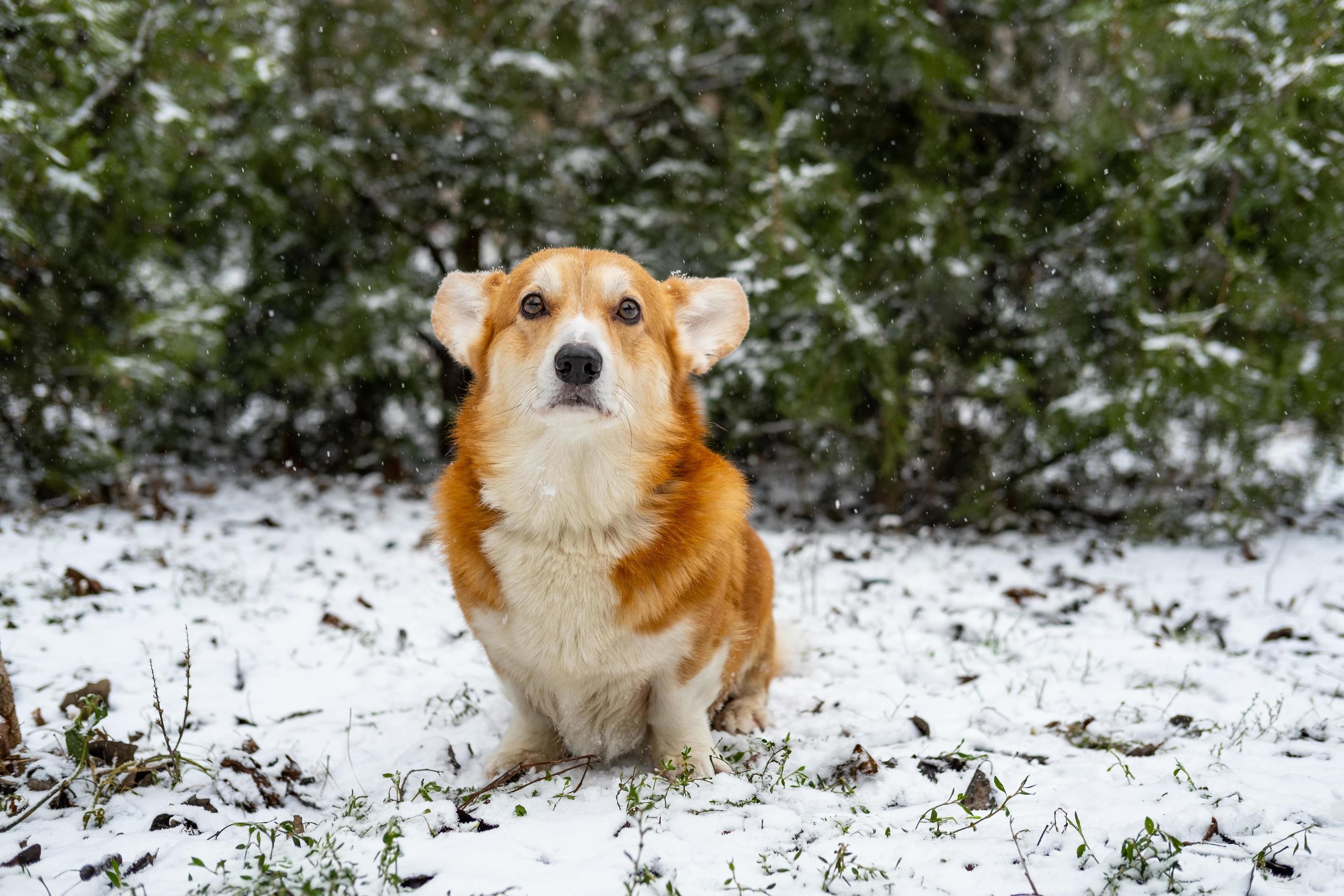 Funny corgi dog in the snow Stock Free