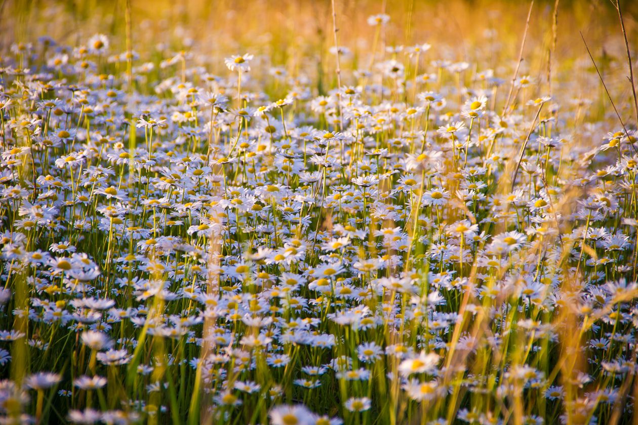 Flowers Growing in Field Stock Free