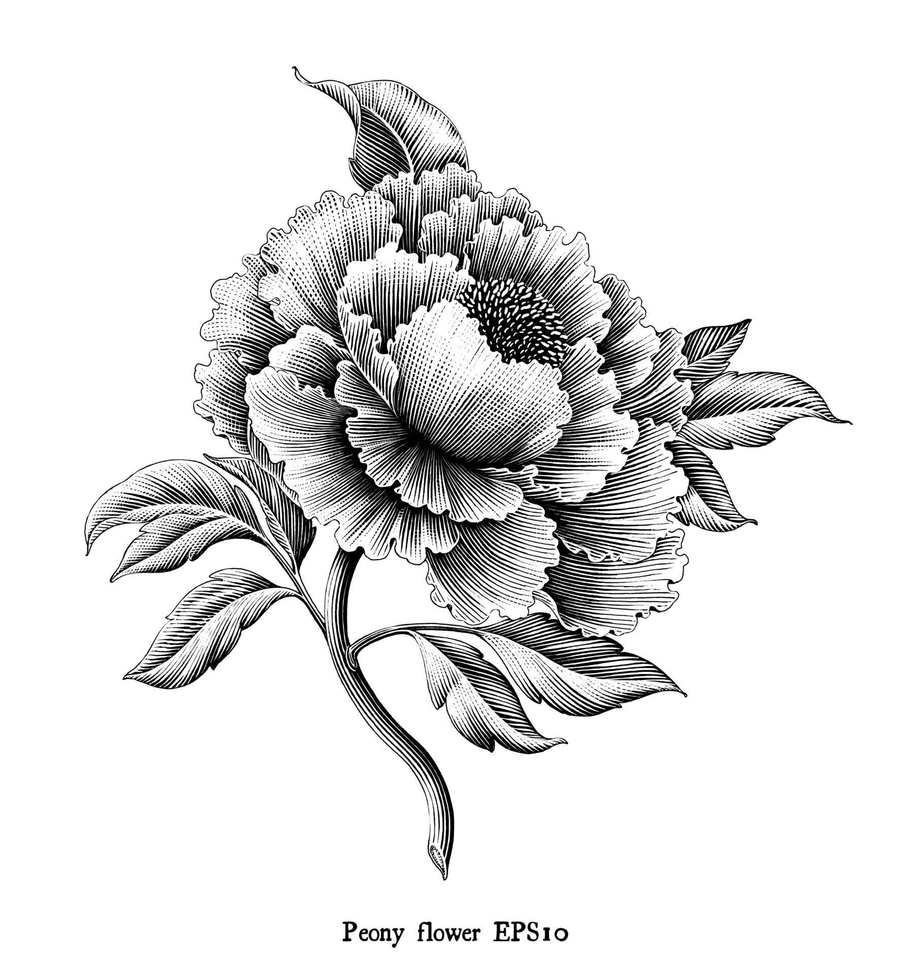 Antique engraving illustration of Peony flower drawing vintage style black and white art isolated on white background Stock Free