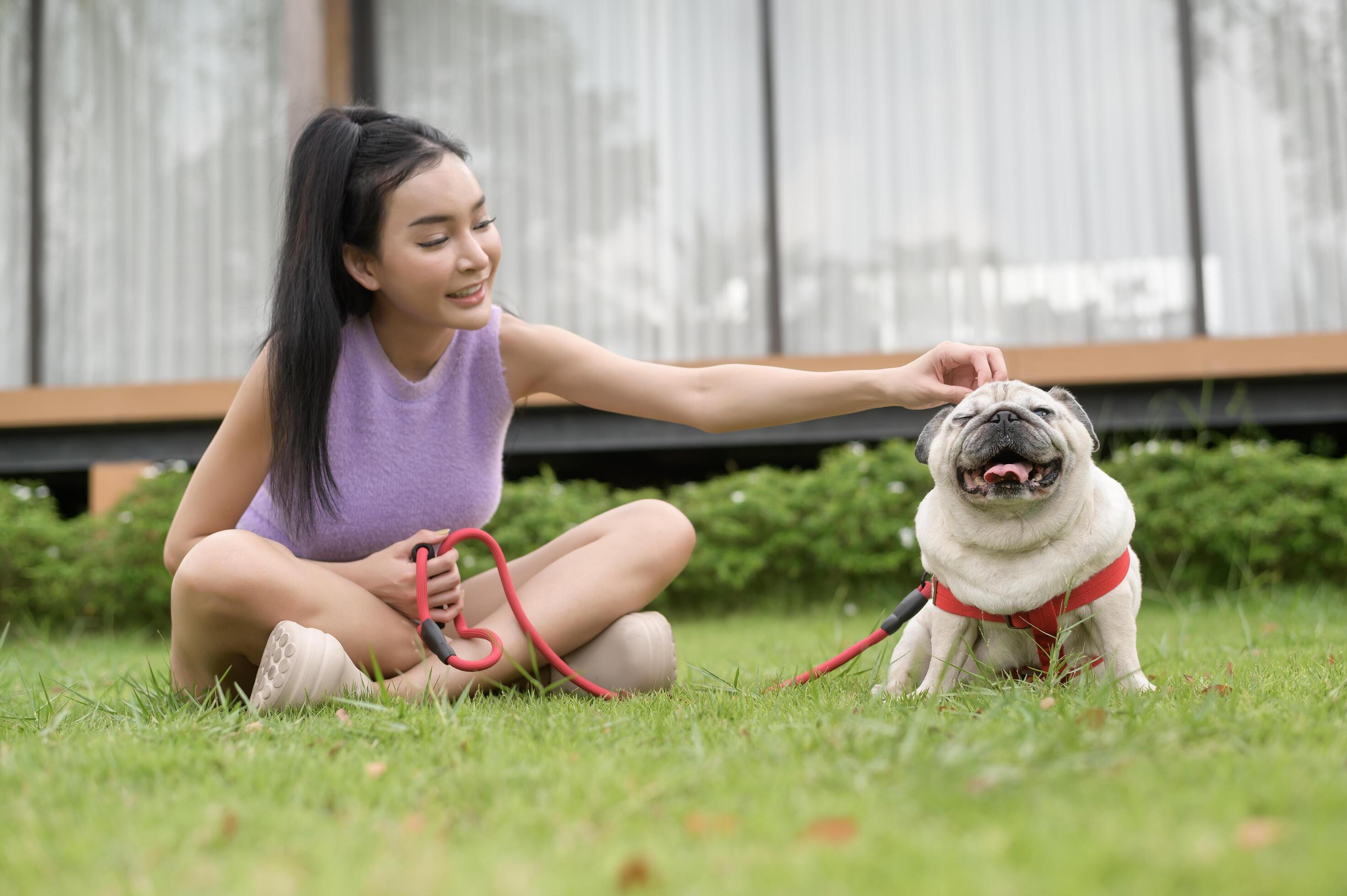 Happy asian woman playing with Cute Smart pug Puppy Dog In the Backyard Stock Free